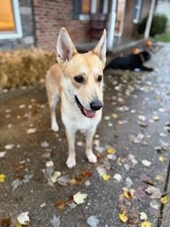Enlarge Sandy, a Adoptable mixed breed in Evansville, IN image 5/6