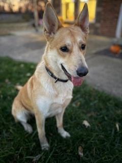 Enlarge Sandy, a Adoptable mixed breed in Evansville, IN image 6/6