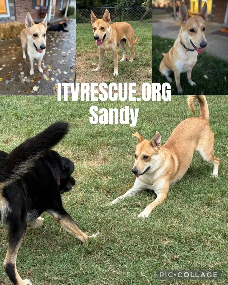 Sandy, a Adoptable mixed breed in Evansville, IN image 6/6