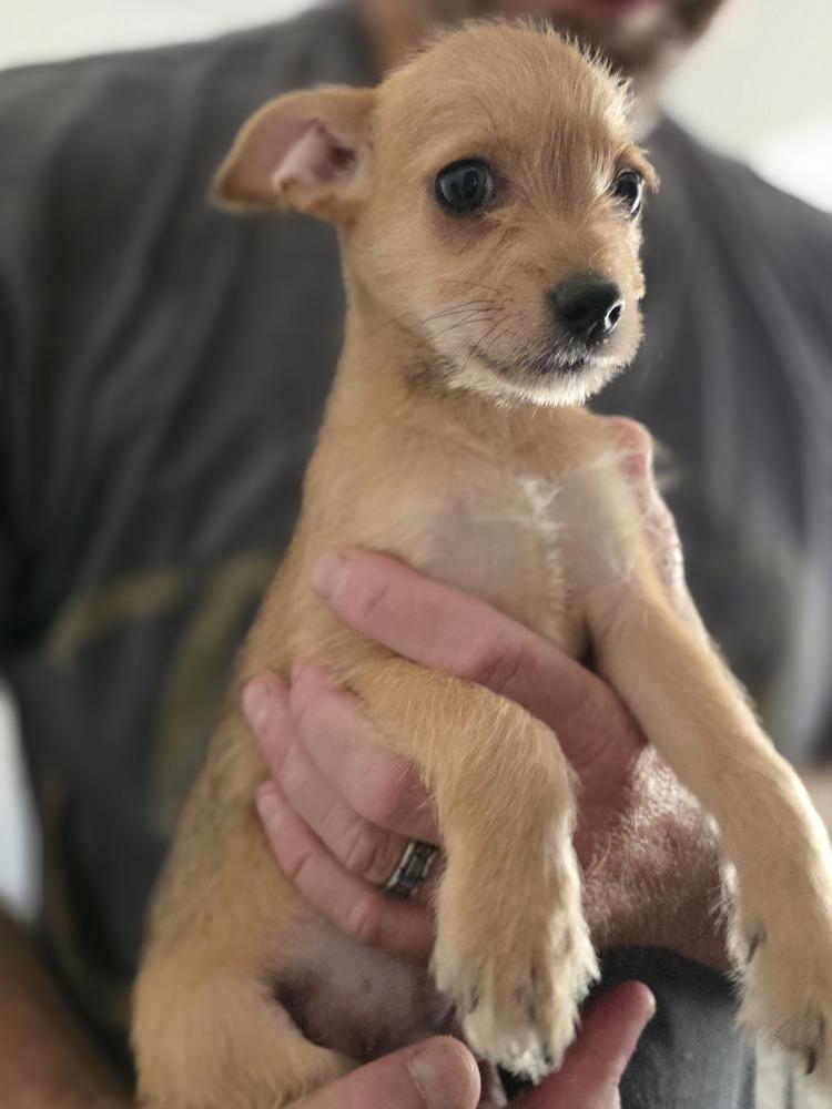 Bambam, Adoptable, Puppy Male Poodle & Chihuahua.