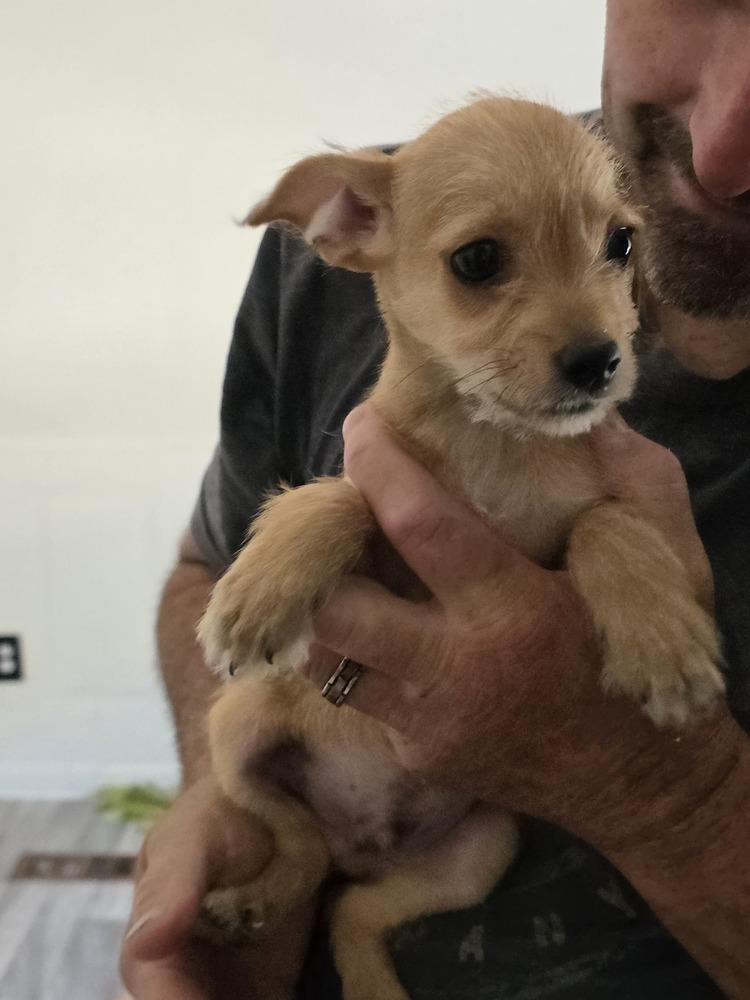 Enlarge Bambam, a Adoptable mixed breed in Windsor, CA image 2/3