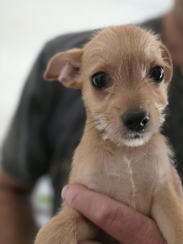 Enlarge Bambam, a Adoptable mixed breed in Windsor, CA image 3/3