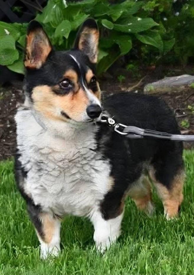 Roman, Adoptable, Adult Male Corgi.