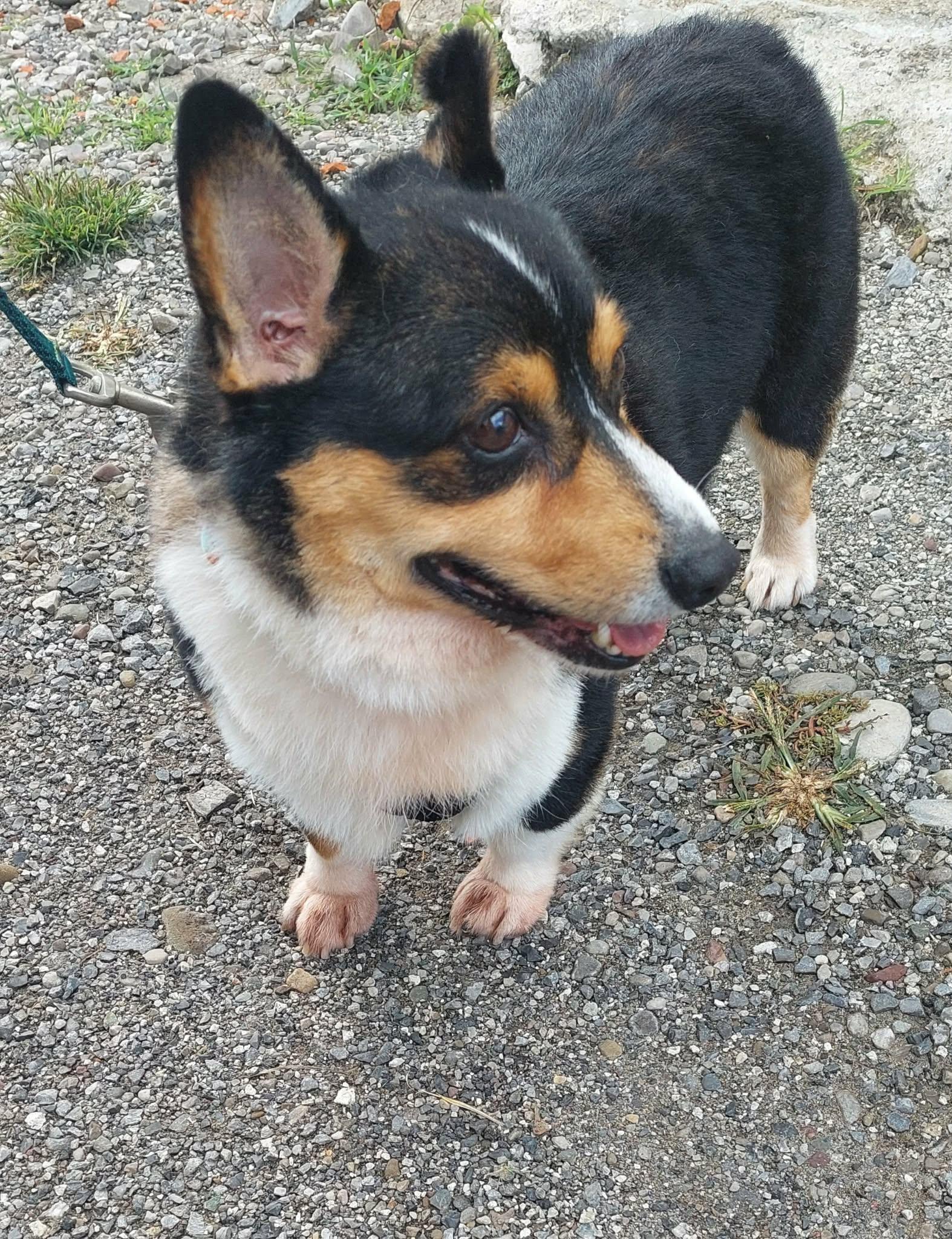 Enlarge Roman, a Adoptable Corgi in Conesus, NY image 2/5