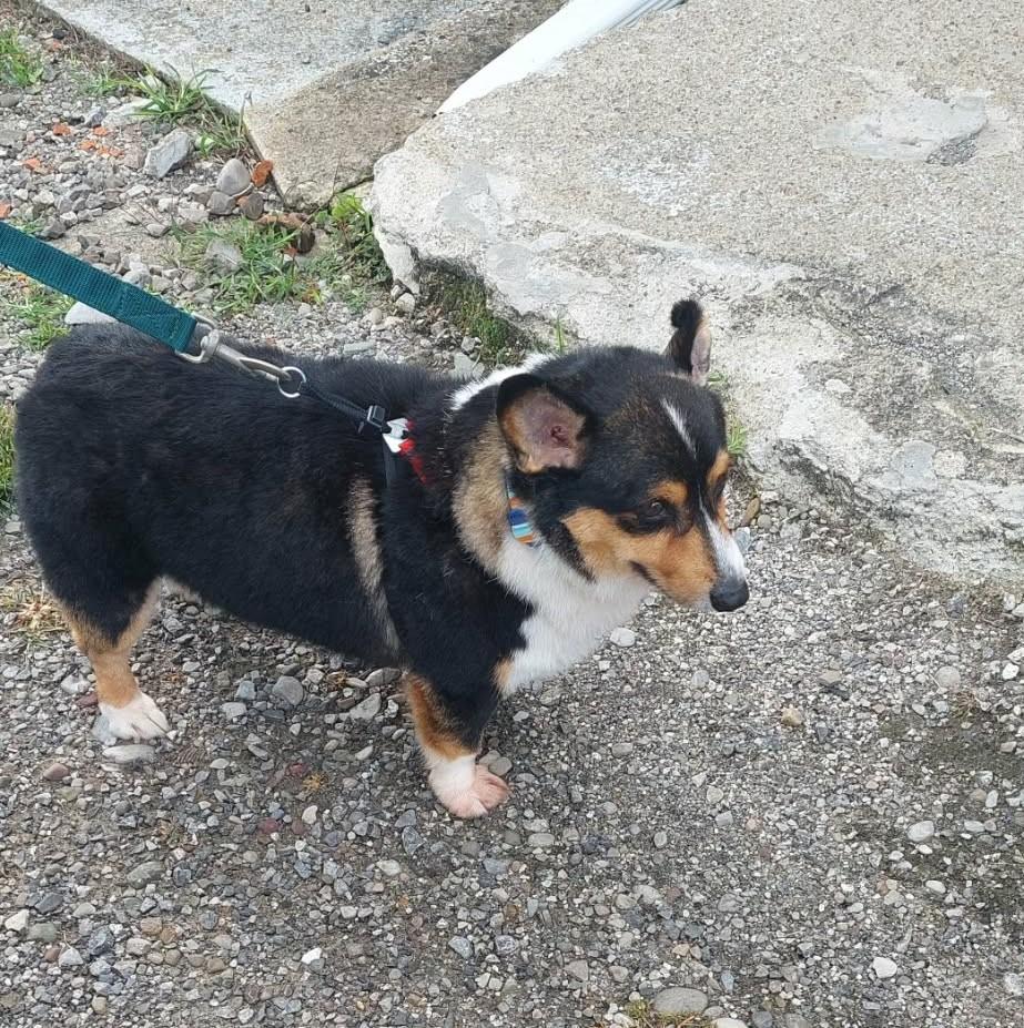Enlarge Roman, a Adoptable Corgi in Conesus, NY image 5/5