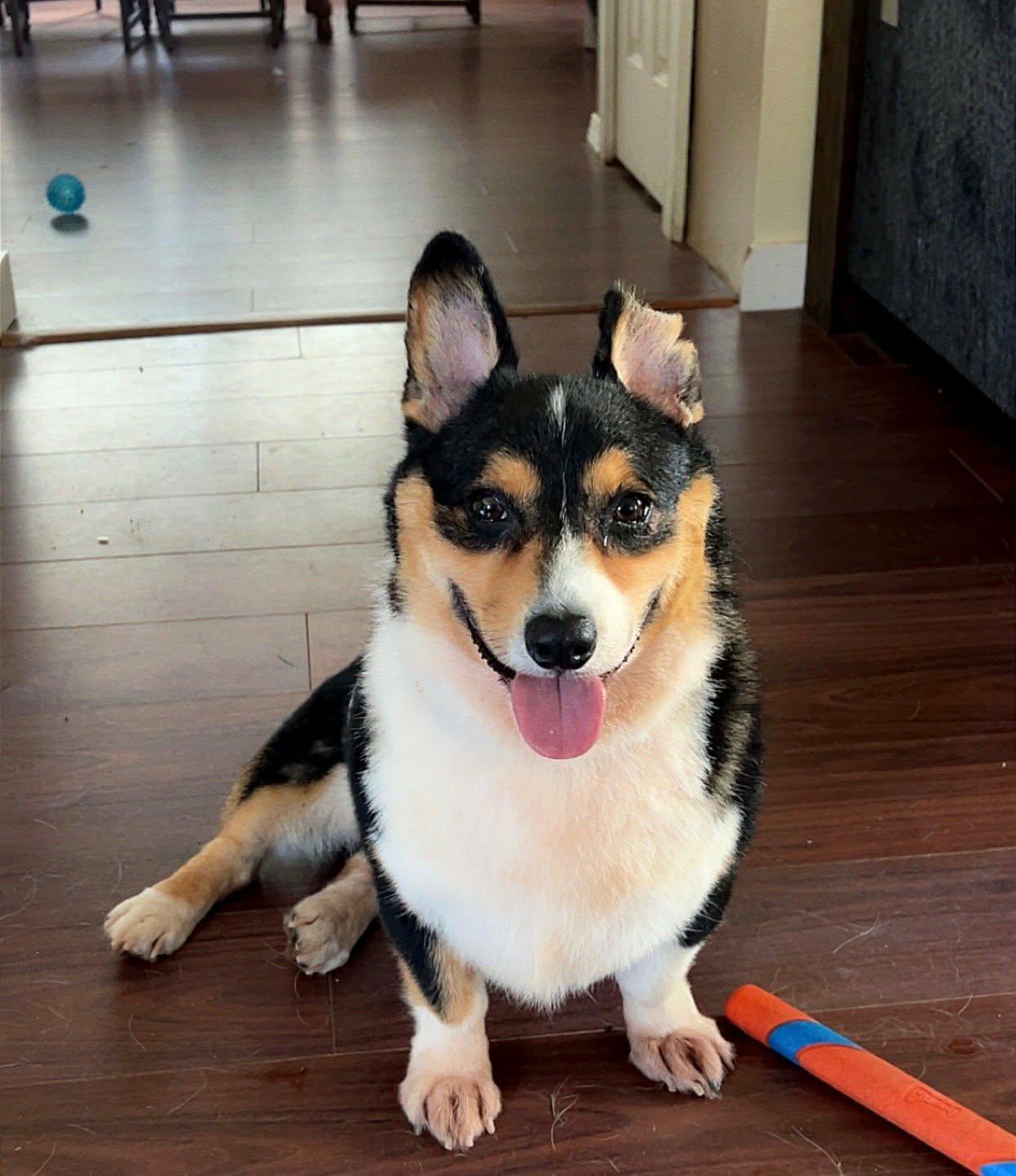 Enlarge Roman, a Adoptable Corgi in Conesus, NY image 3/5