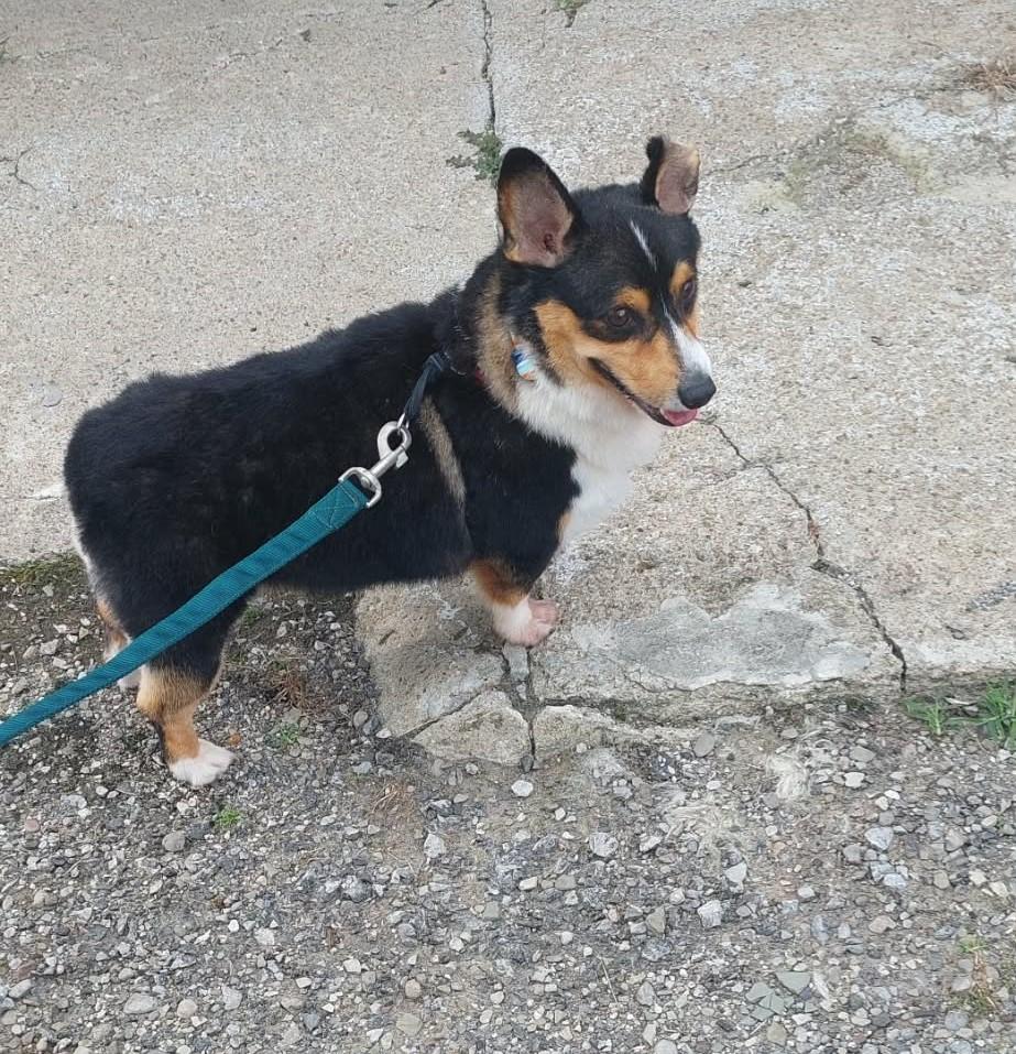 Enlarge Roman, a Adoptable Corgi in Conesus, NY image 4/5