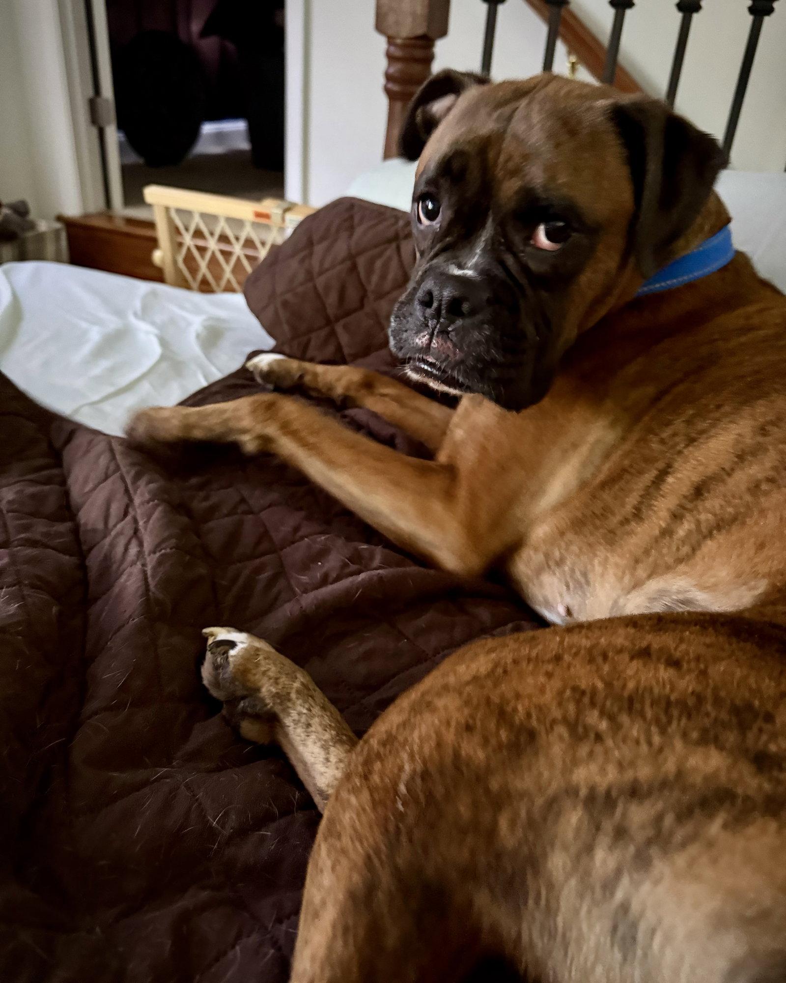 Ruby Rae, Adoptable, Adult Female Boxer.
