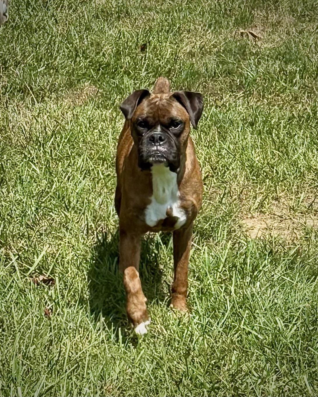 Enlarge Ruby Rae, a Adoptable Boxer in Monticello, NY image 2/2