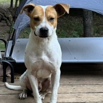 Lucky, a Adoptable mixed breed in Noble, OK image 4/6