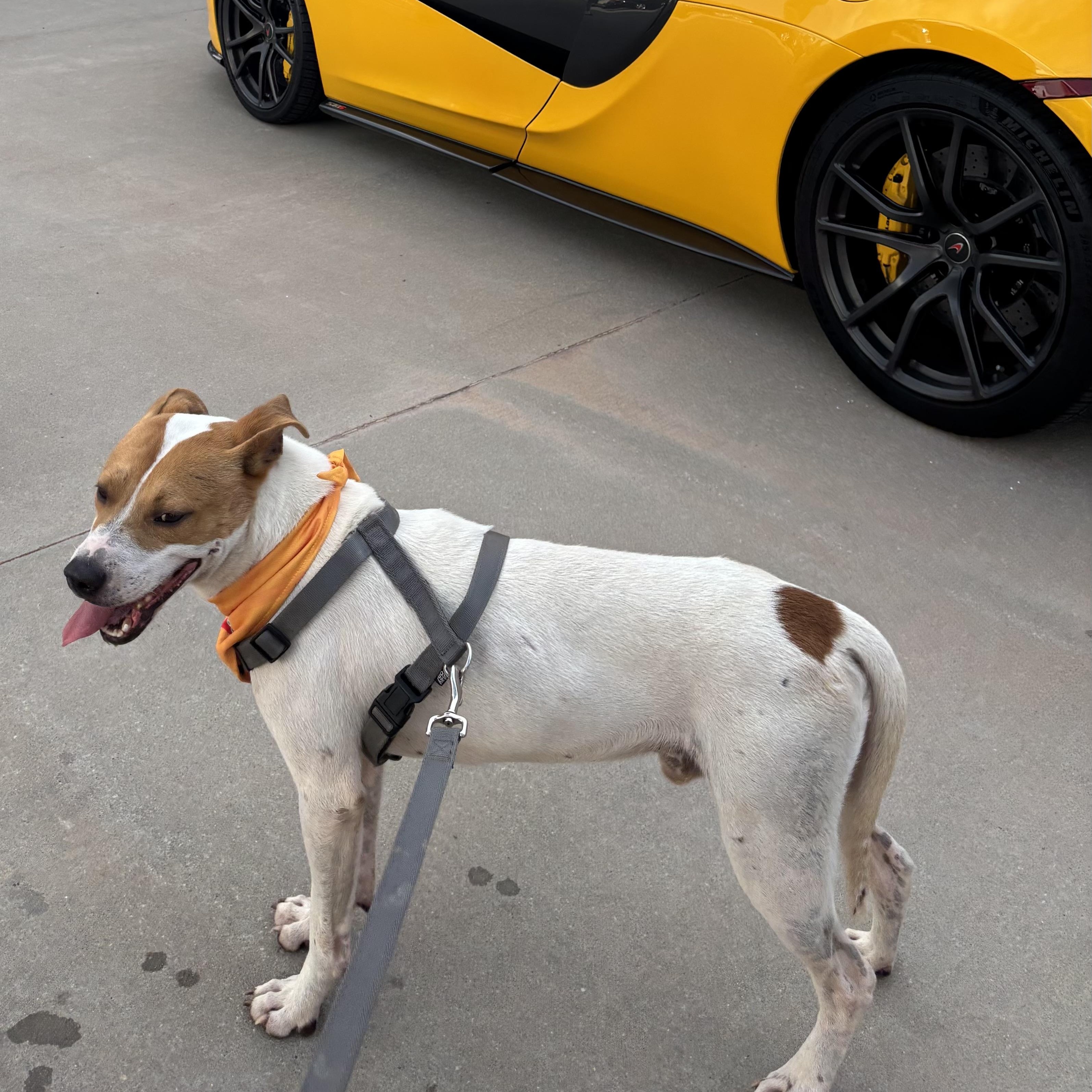 Lucky, a Adoptable mixed breed in Noble, OK image 6/6