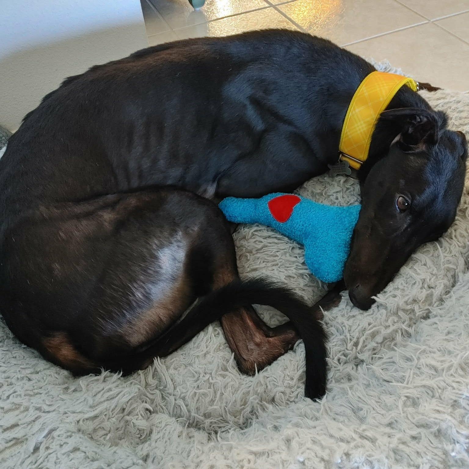 Enlarge Dixies Shadow, an adopted Greyhound in North Port, FL image 1/4