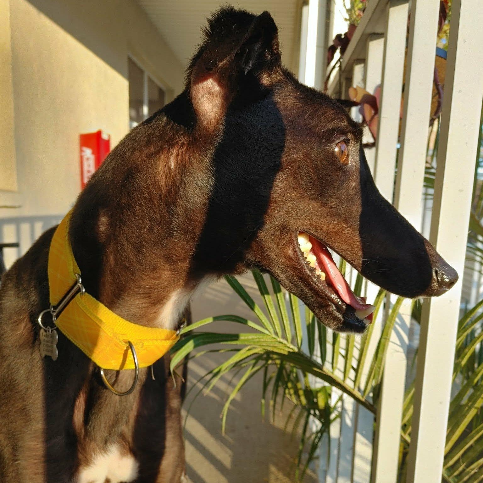 Enlarge Dixies Shadow, an adopted Greyhound in North Port, FL image 3/4
