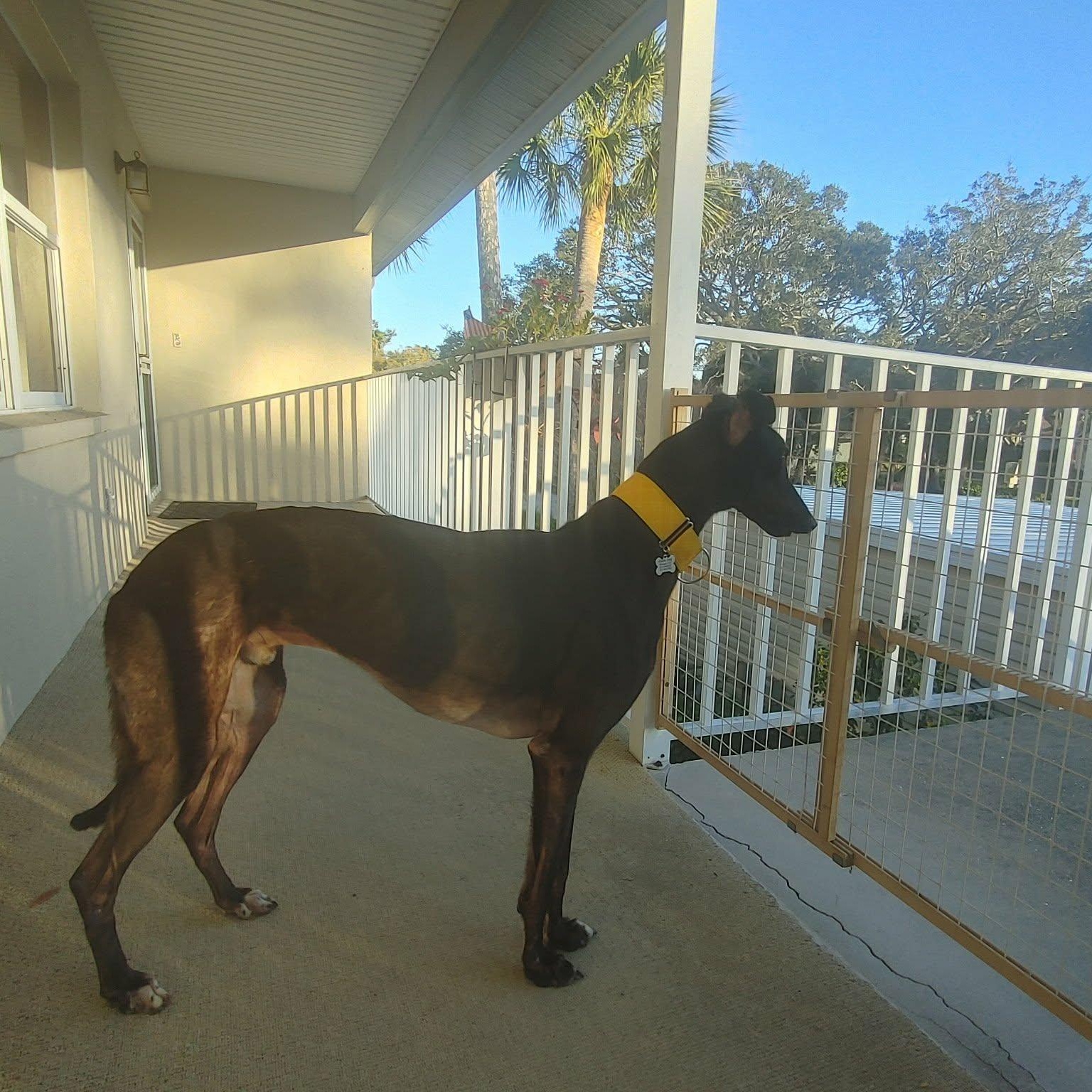 Enlarge Dixies Shadow, an adopted Greyhound in North Port, FL image 4/4