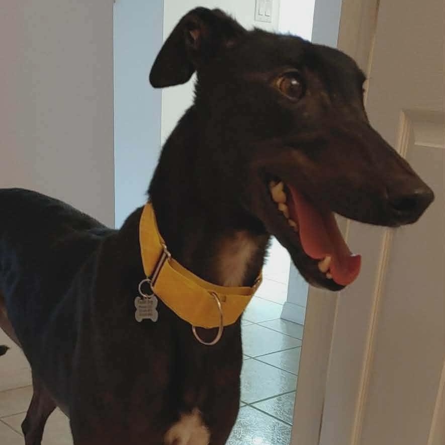 Enlarge Dixies Shadow, an adopted Greyhound in North Port, FL image 2/4