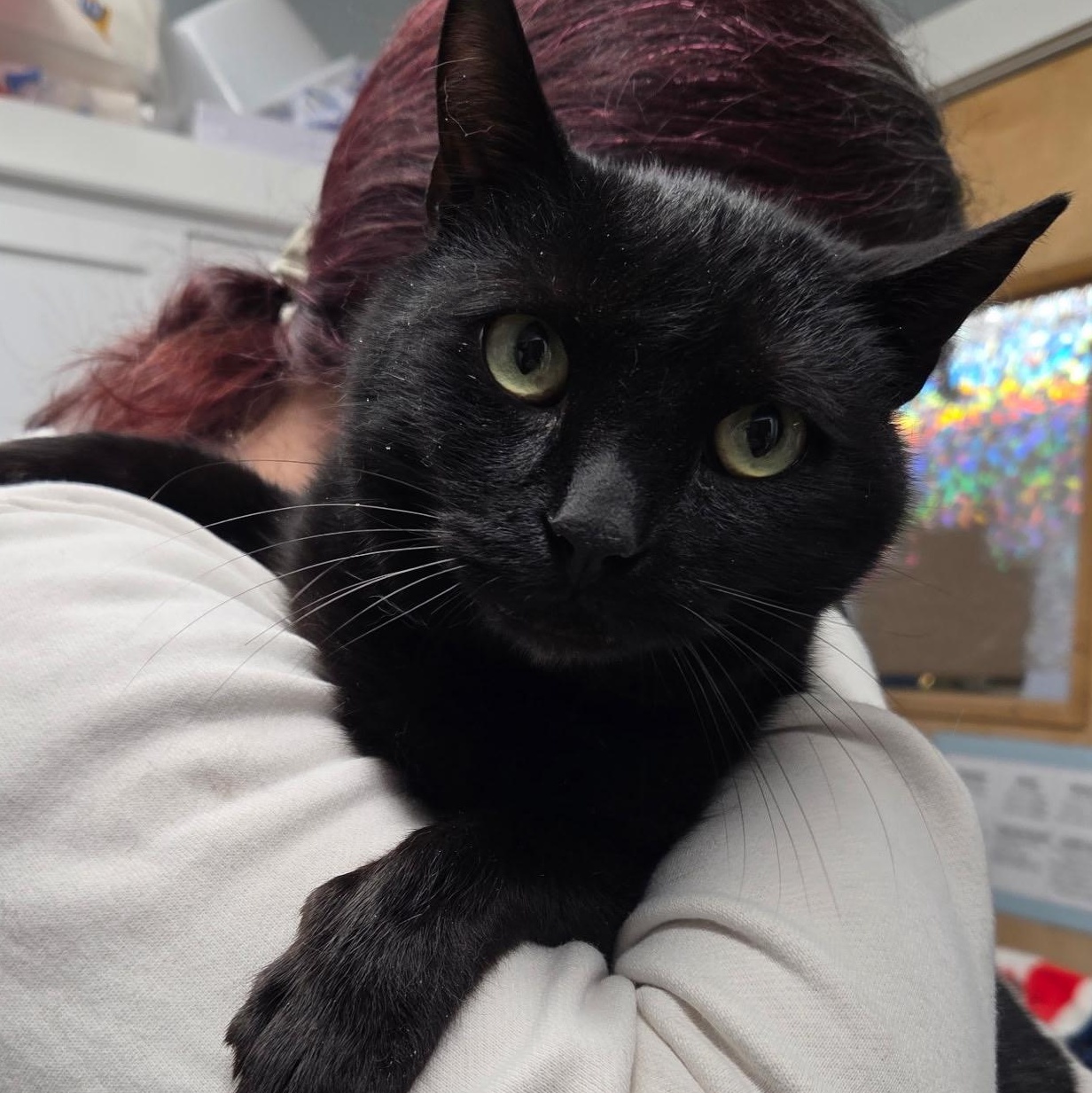 Enlarge Sirius Black, an adopted Domestic Short Hair in Warwick, RI image 2/3