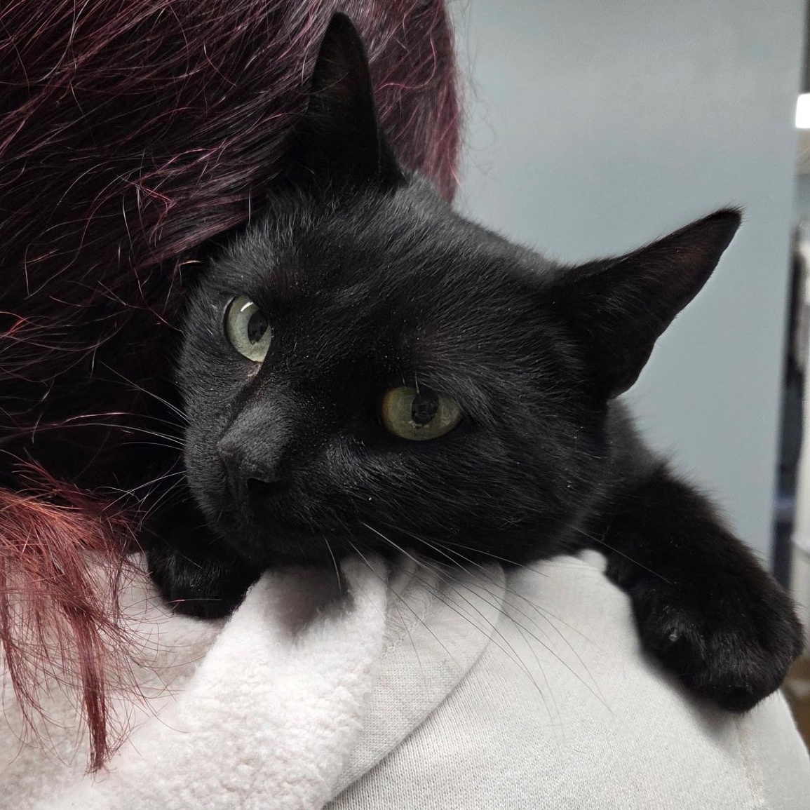 Sirius Black, adopted, Young Male Domestic Short Hair.