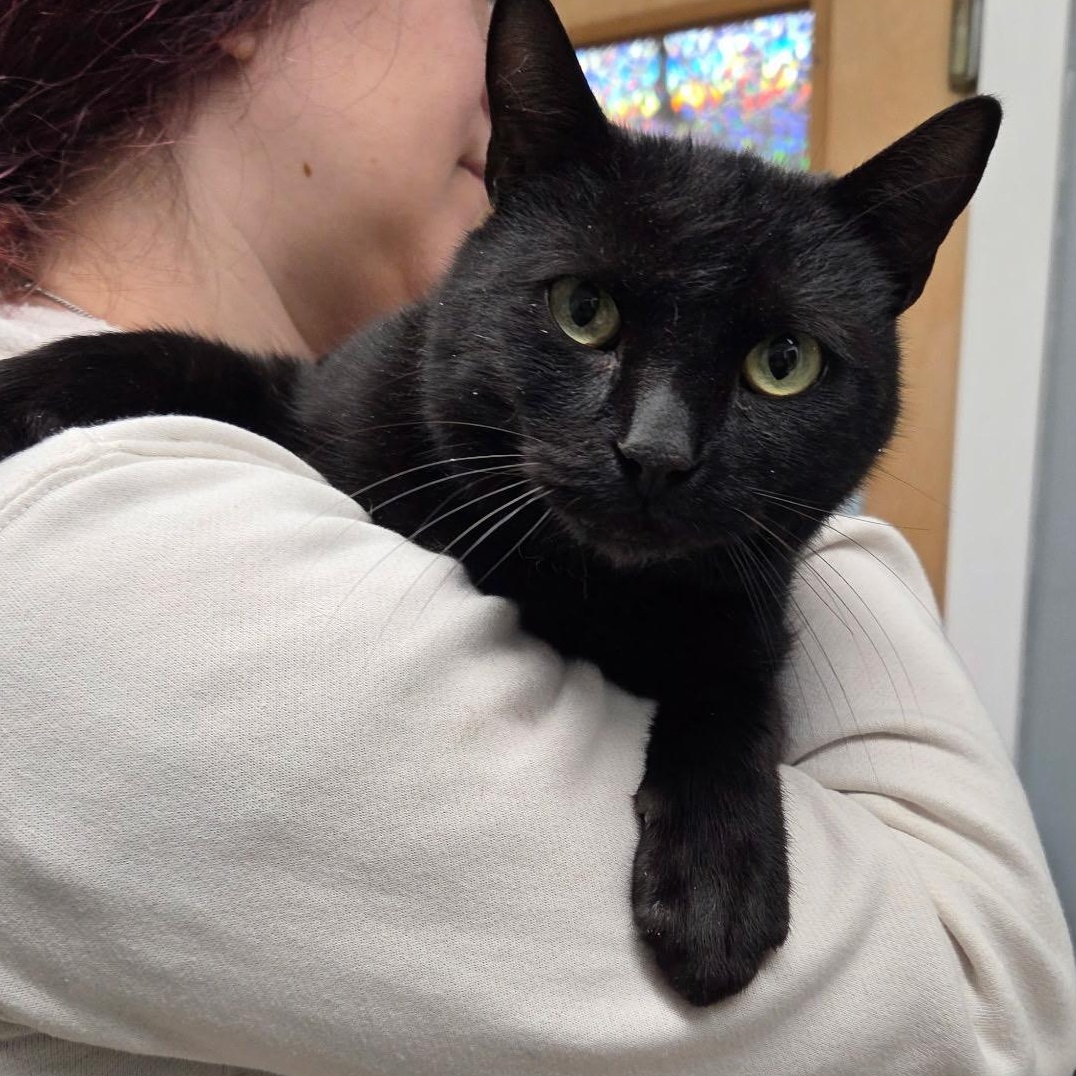 Enlarge Sirius Black, an adopted Domestic Short Hair in Warwick, RI image 3/3