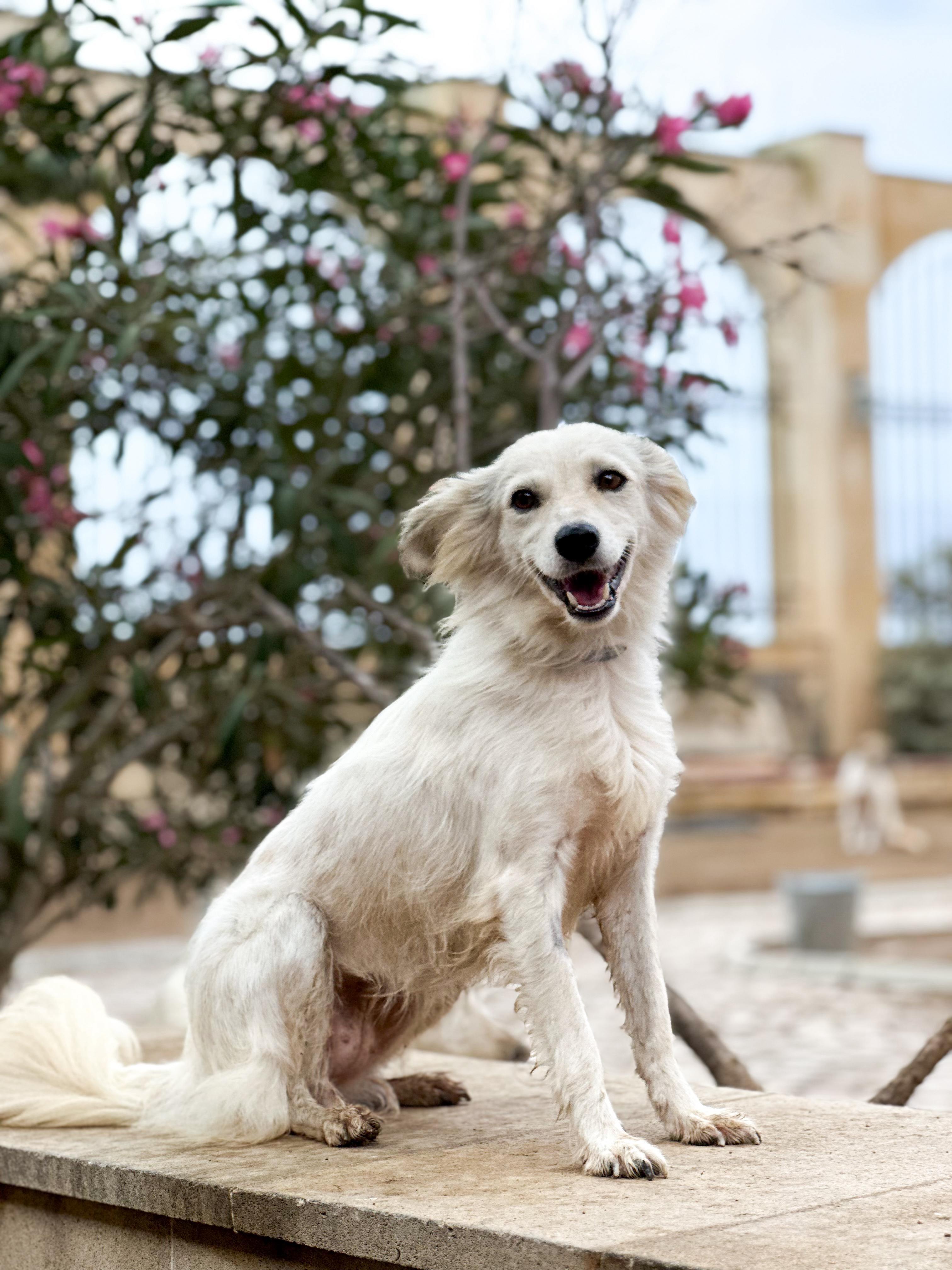 Enlarge Shanty, a Adopted mixed breed in Cambridge, ON image 2/6