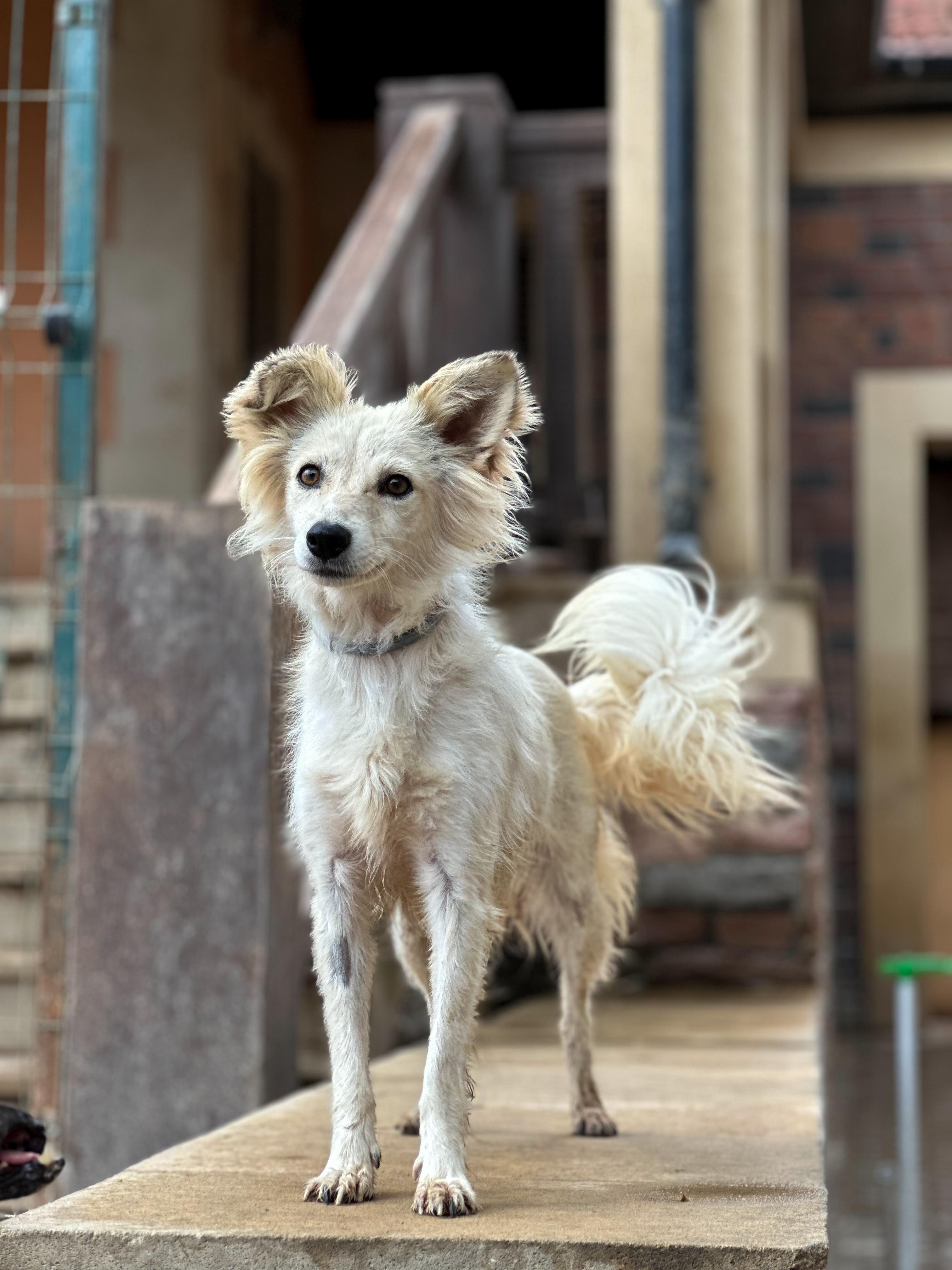 Enlarge Shanty, a Adopted mixed breed in Cambridge, ON image 4/6