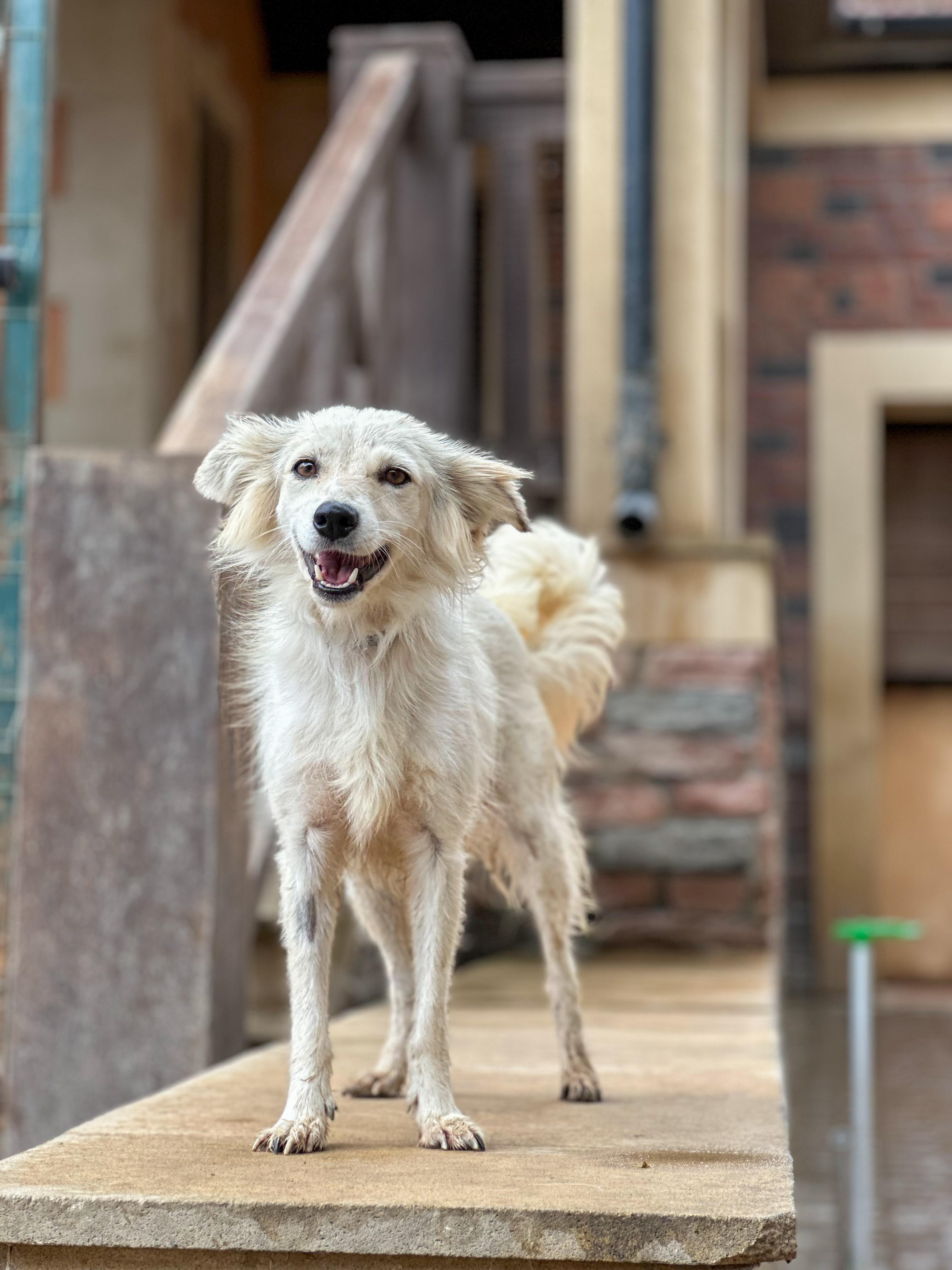 Enlarge Shanty, a Adopted mixed breed in Cambridge, ON image 5/6