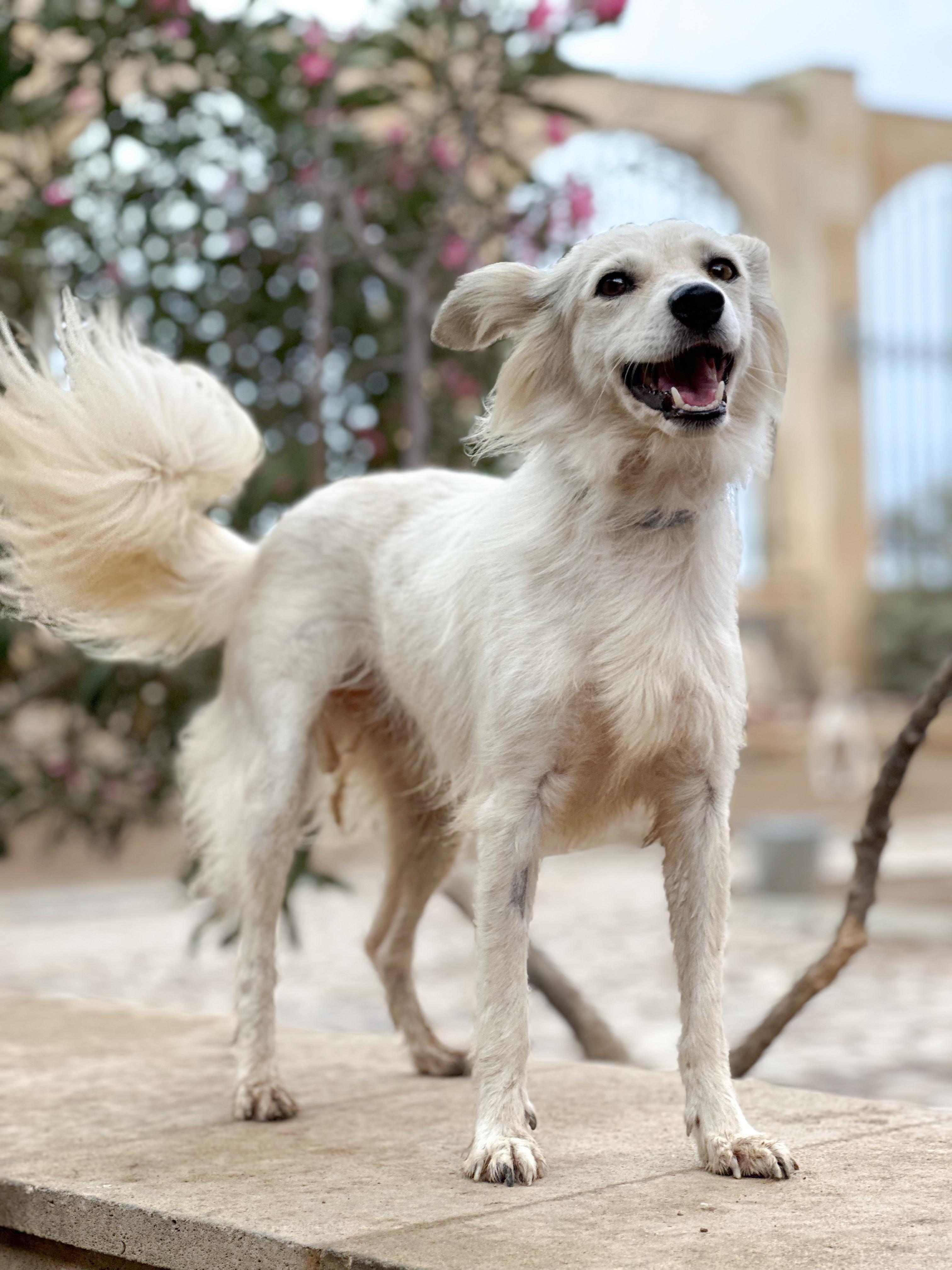 Shanty, Adopted, Adult Female Canaan Dog & Retriever.