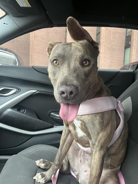 BRINDY, Adoptable, Adult Female Pit Bull Terrier & Mixed Breed.