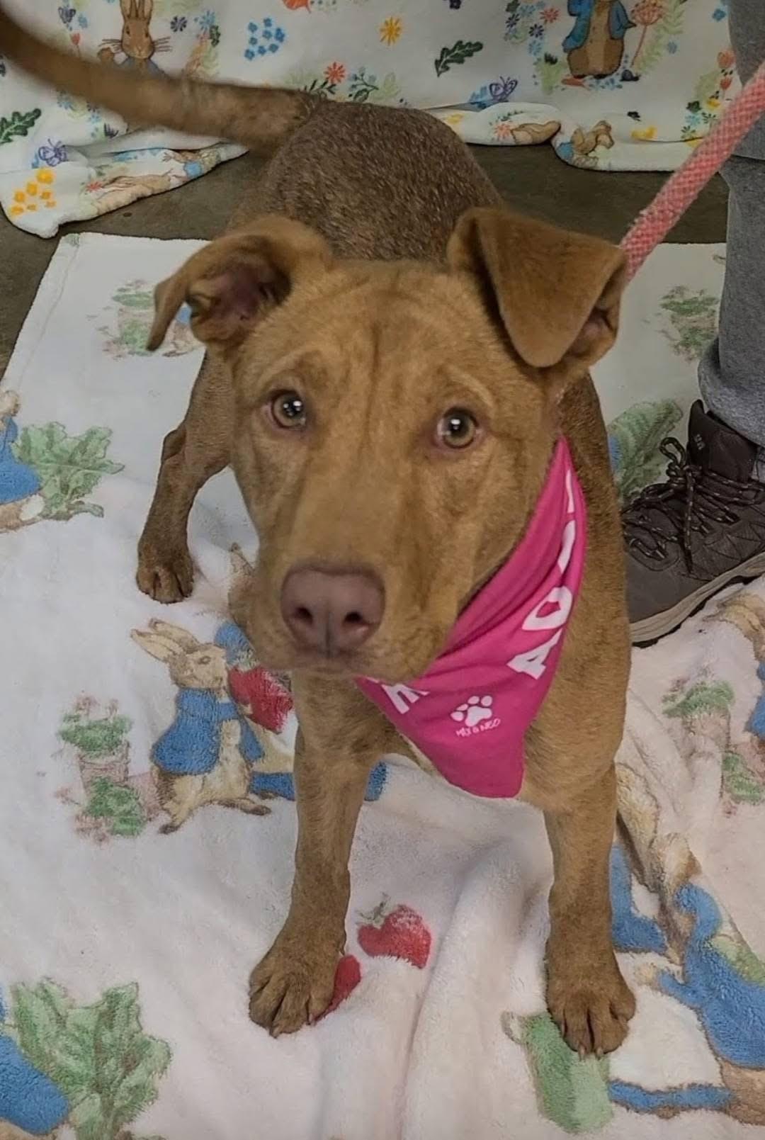 Enlarge Gigi, a ADOPTABLE mixed breed in Alliance, OH image 1/4