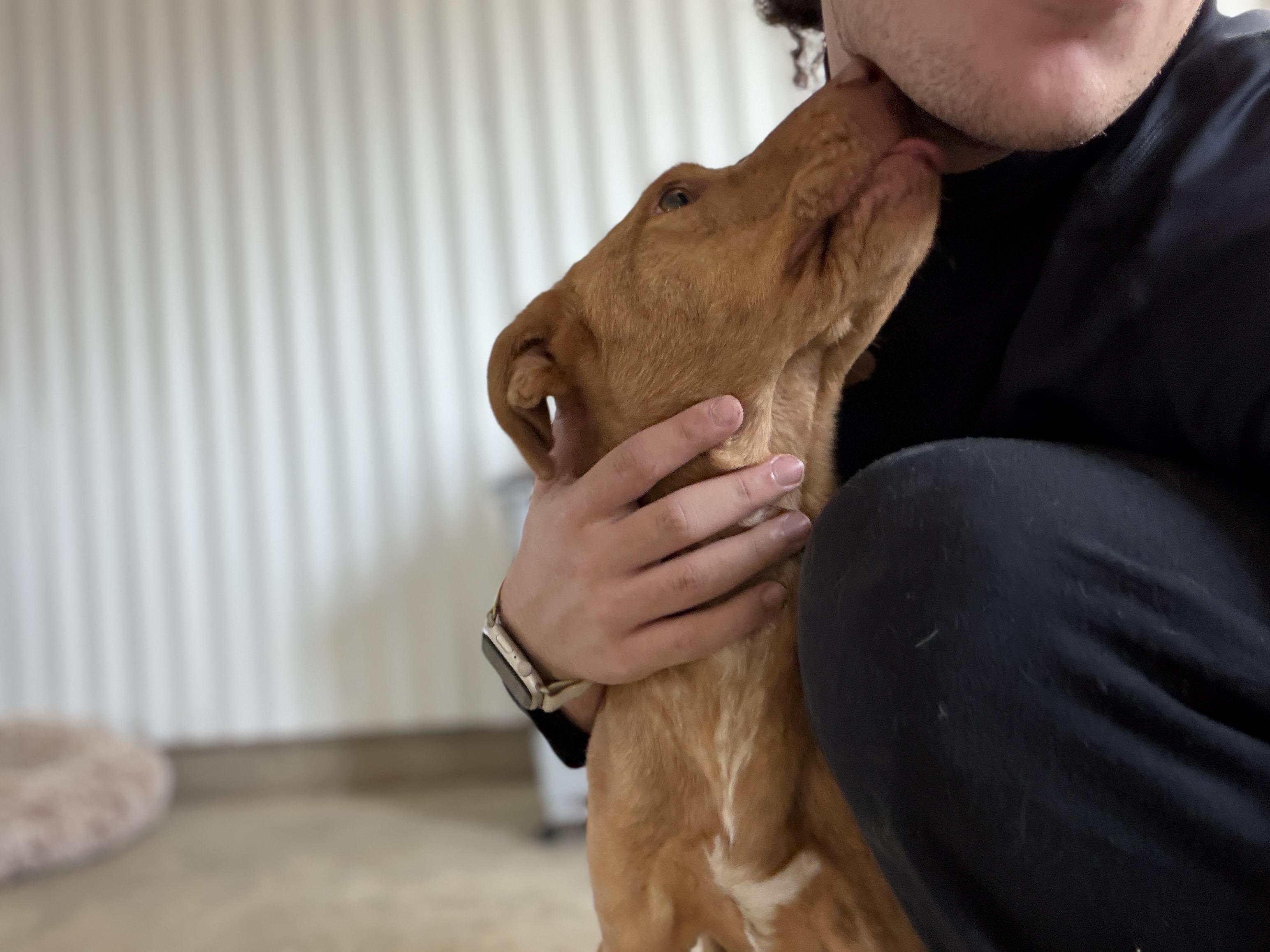 Enlarge Gigi, a ADOPTABLE mixed breed in Alliance, OH image 3/4