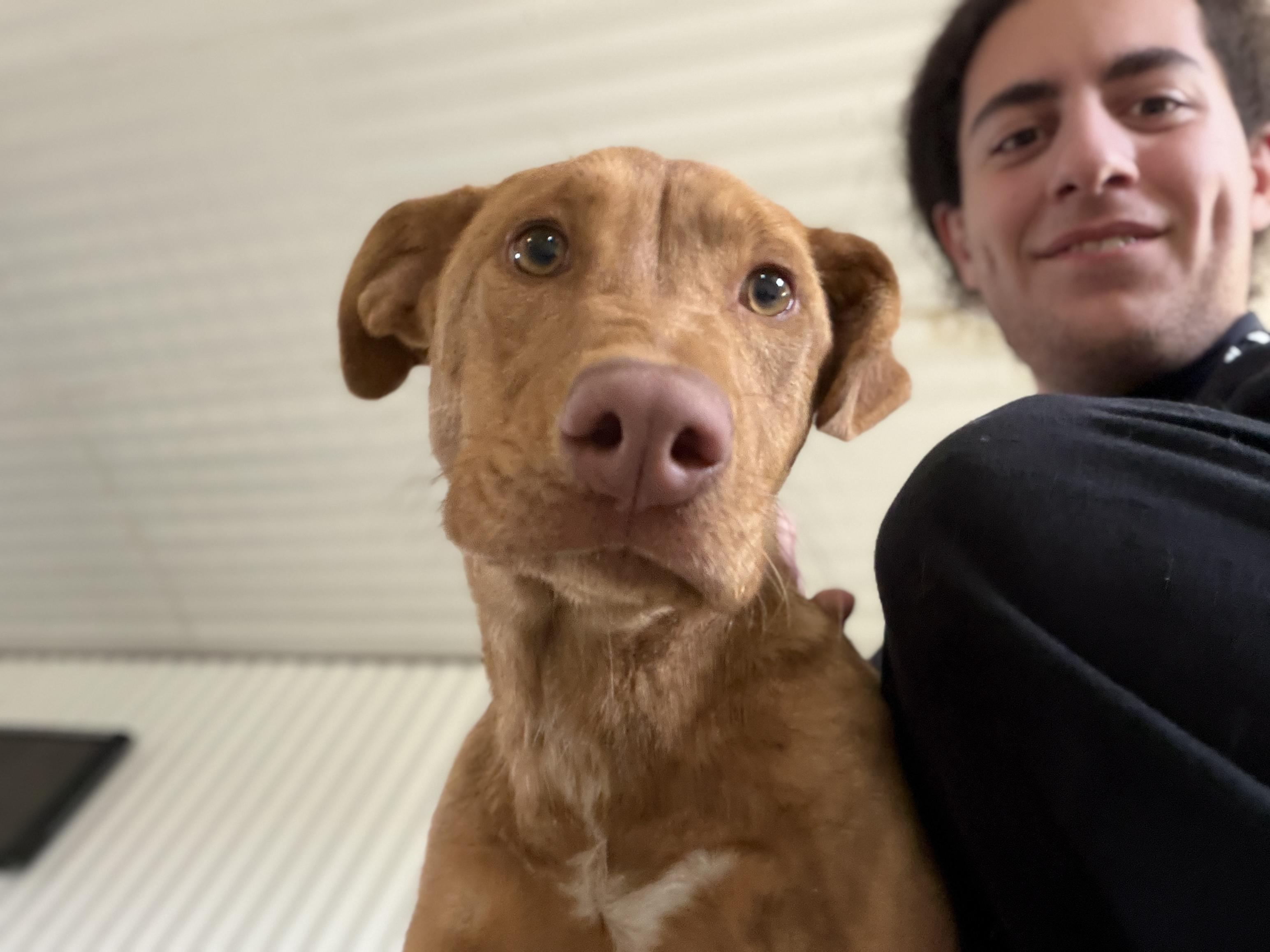 Enlarge Gigi, a ADOPTABLE mixed breed in Alliance, OH image 4/4