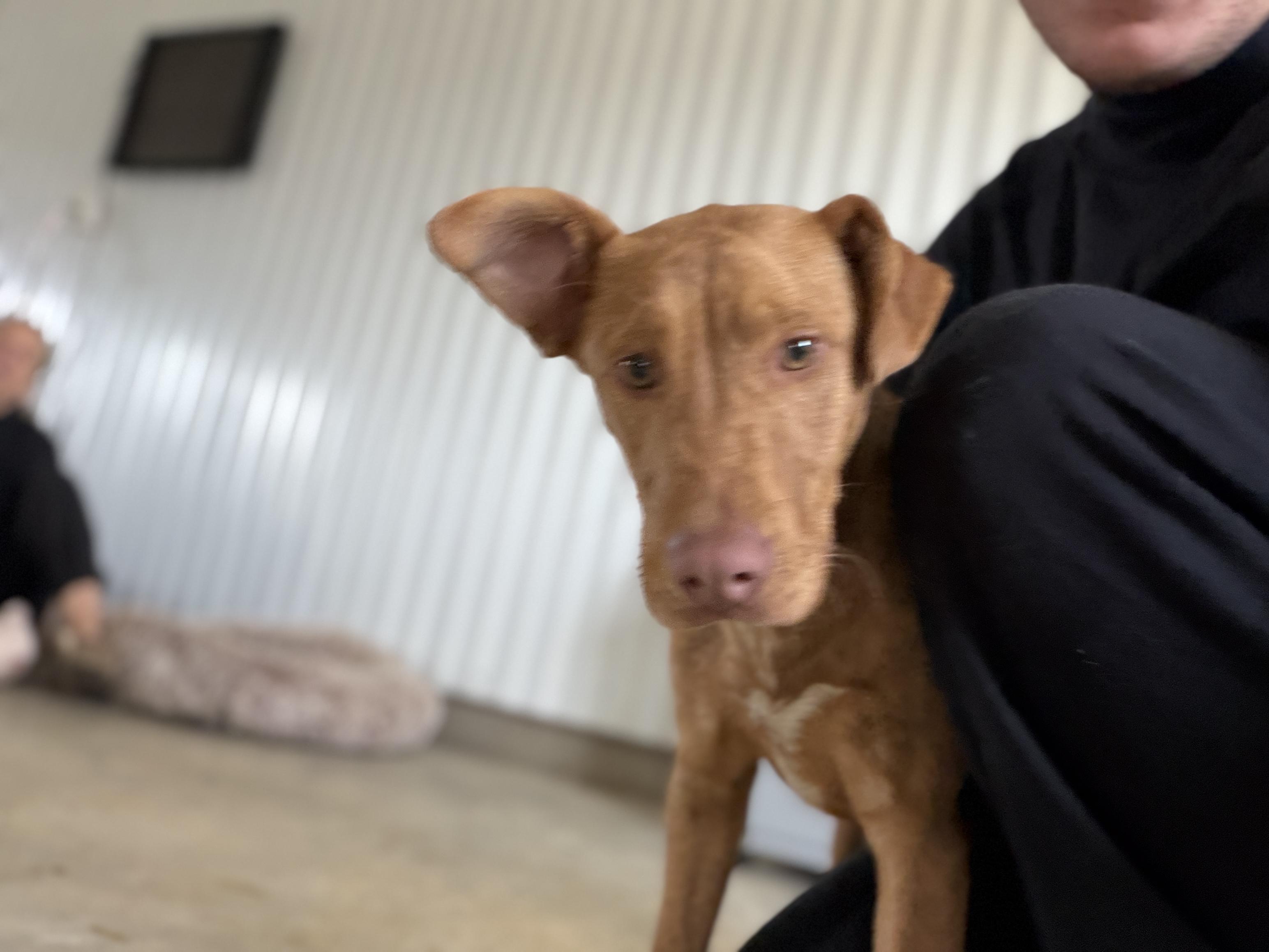 Enlarge Gigi, a ADOPTABLE mixed breed in Alliance, OH image 2/4