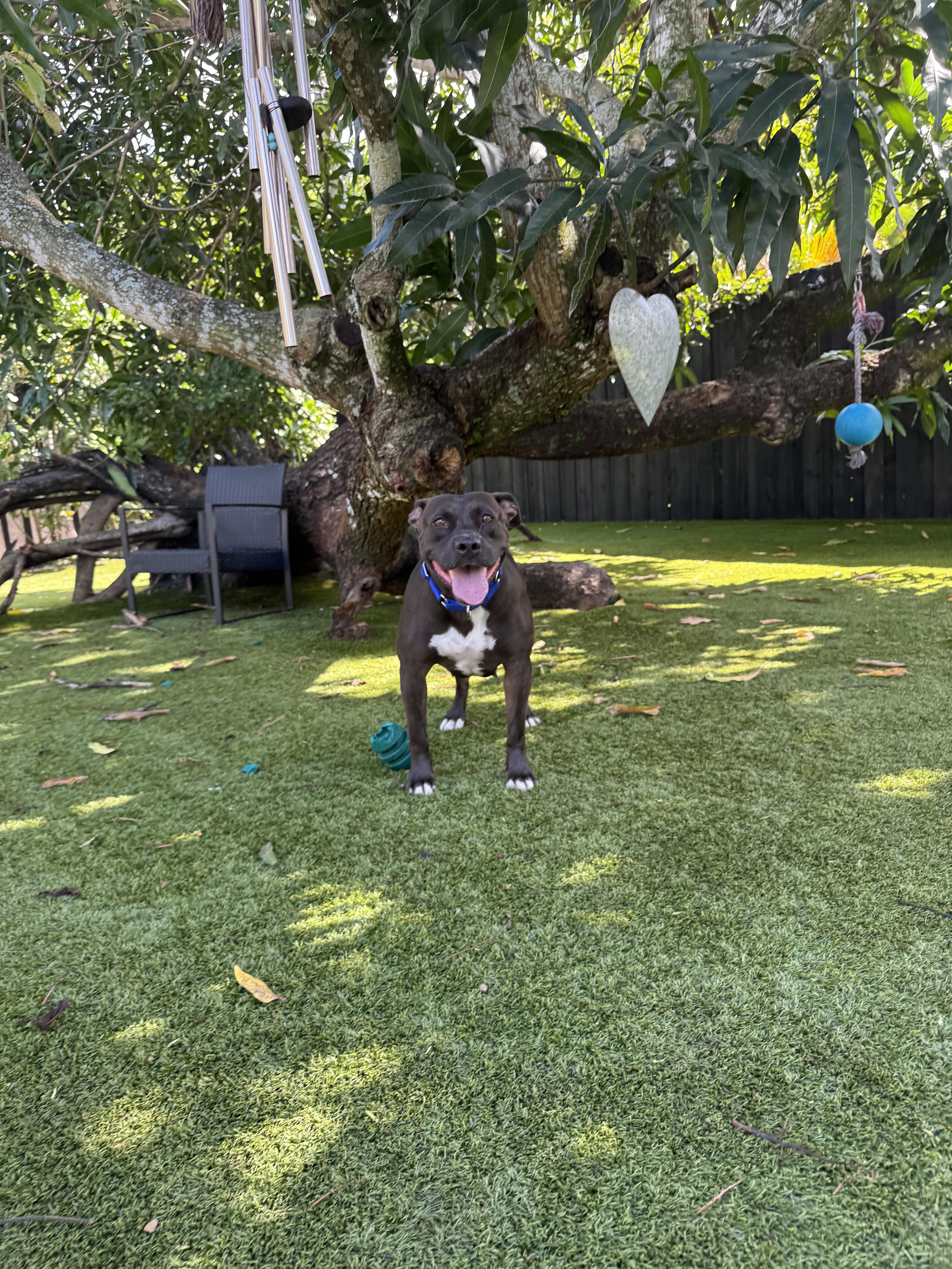 Elena, a ADOPTABLE mixed breed in North Miami, FL image 5/5