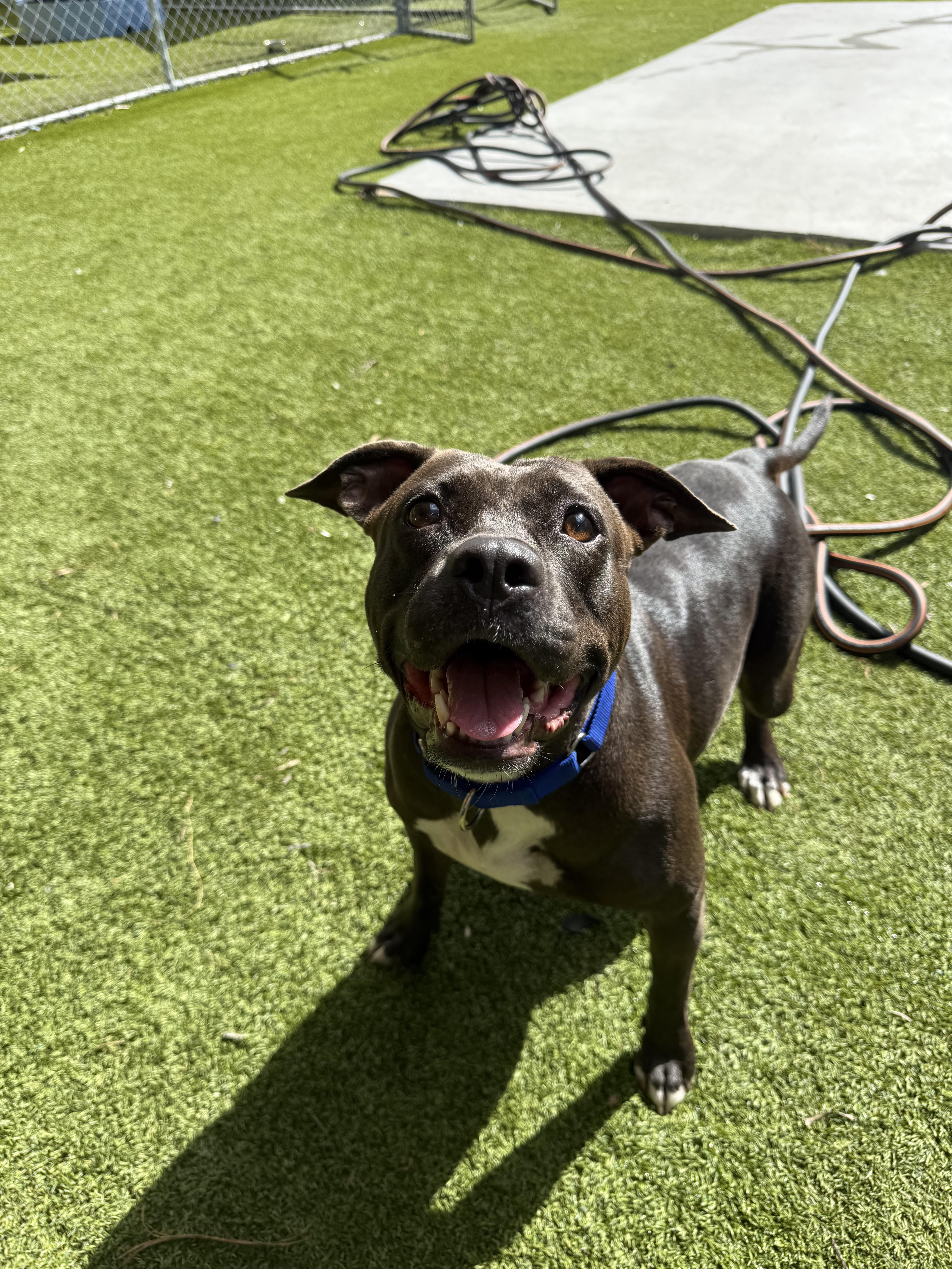 Elena, a ADOPTABLE mixed breed in North Miami, FL image 2/5