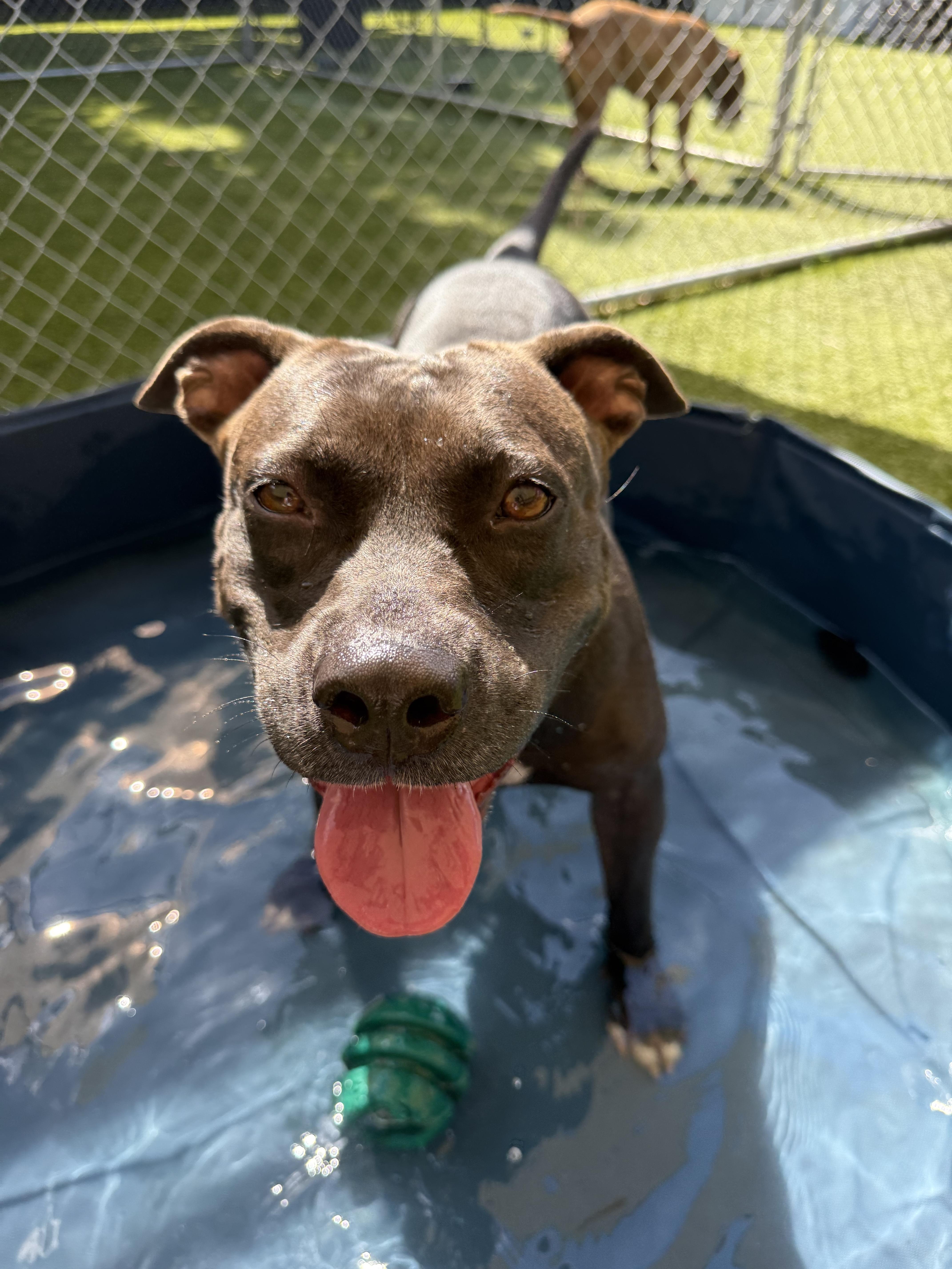 Elena, a ADOPTABLE mixed breed in North Miami, FL image 3/5