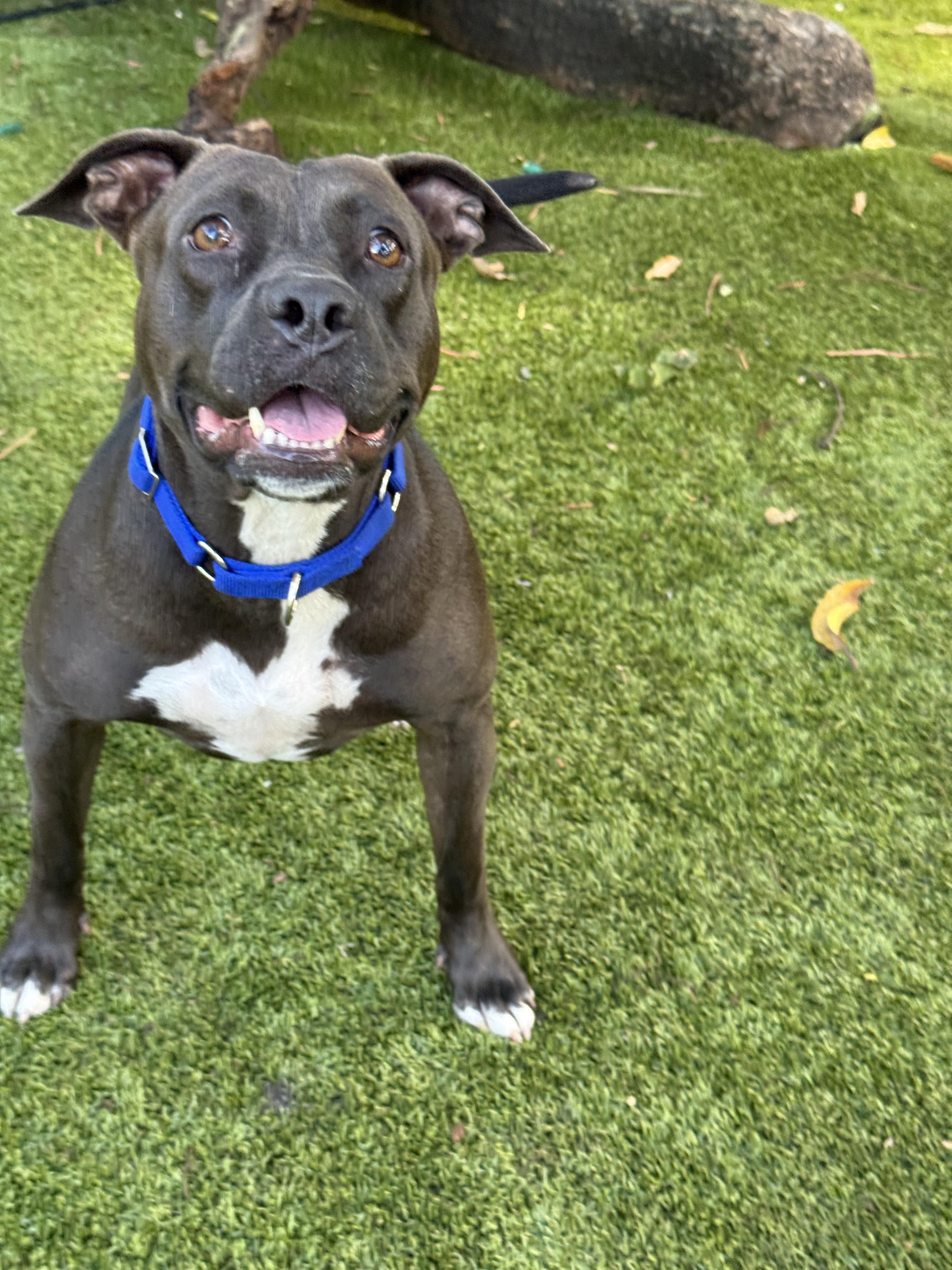 Elena, a ADOPTABLE mixed breed in North Miami, FL image 1/5