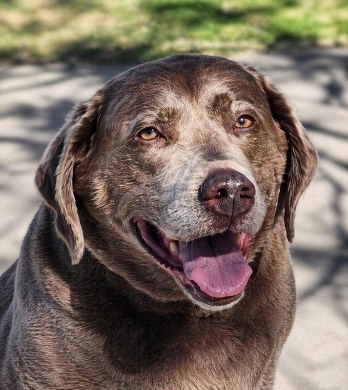 Enlarge Sage, a Adopted Labrador Retriever in Mankato, MN image 1/3