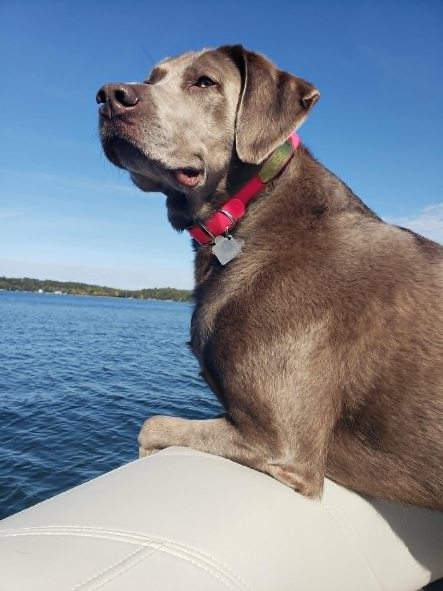 Enlarge Sage, a Adopted Labrador Retriever in Mankato, MN image 3/3