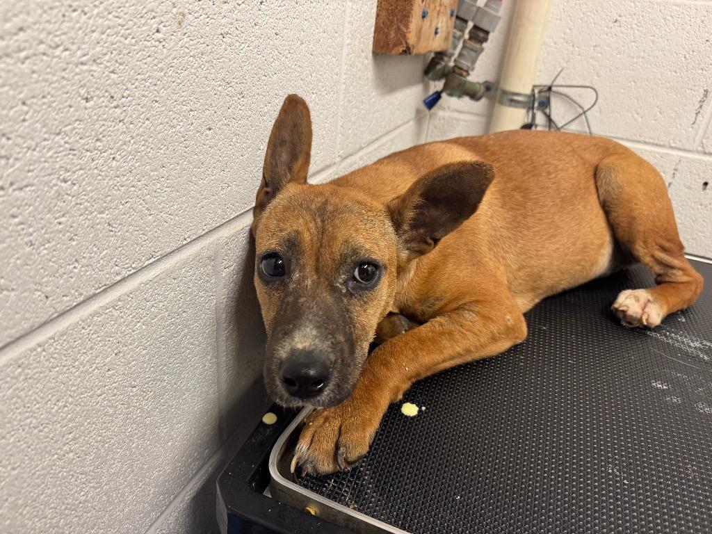 Corey-Adoptable, Adoptable, Young Female Shepherd & Mixed Breed.