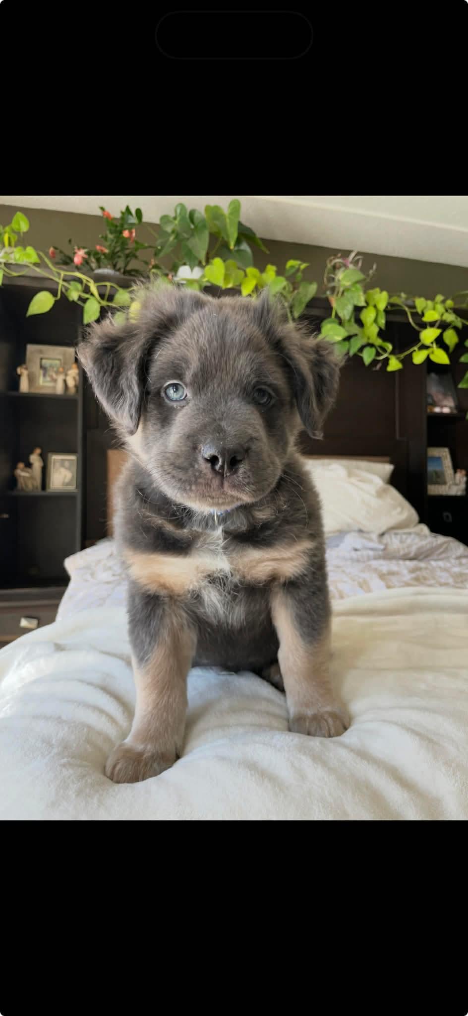 Timmy, a ADOPTABLE mixed breed in Winnipeg, MB image 2/3