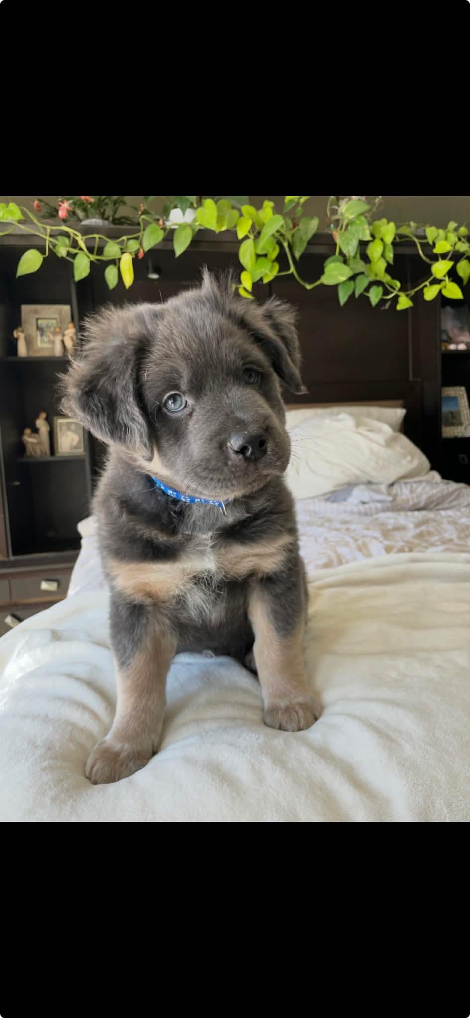 Timmy, a ADOPTABLE mixed breed in Winnipeg, MB image 1/3