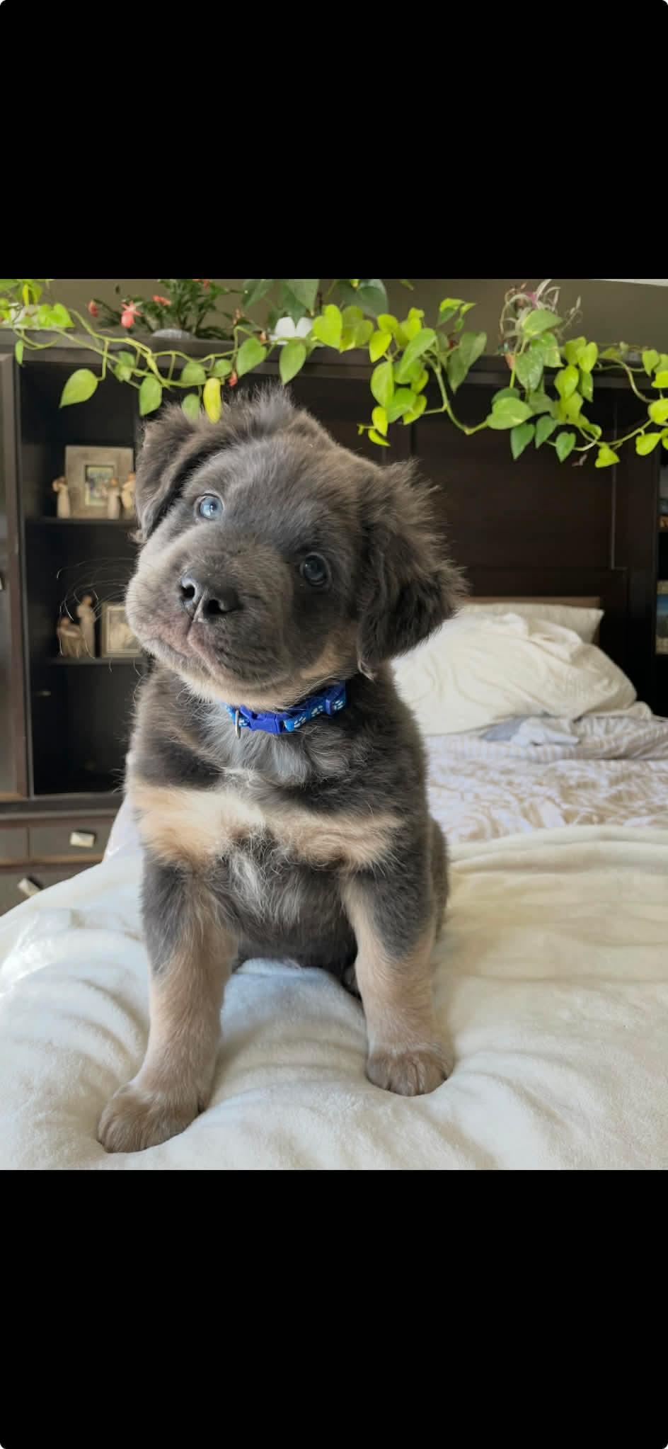 Timmy, a ADOPTABLE mixed breed in Winnipeg, MB image 3/3