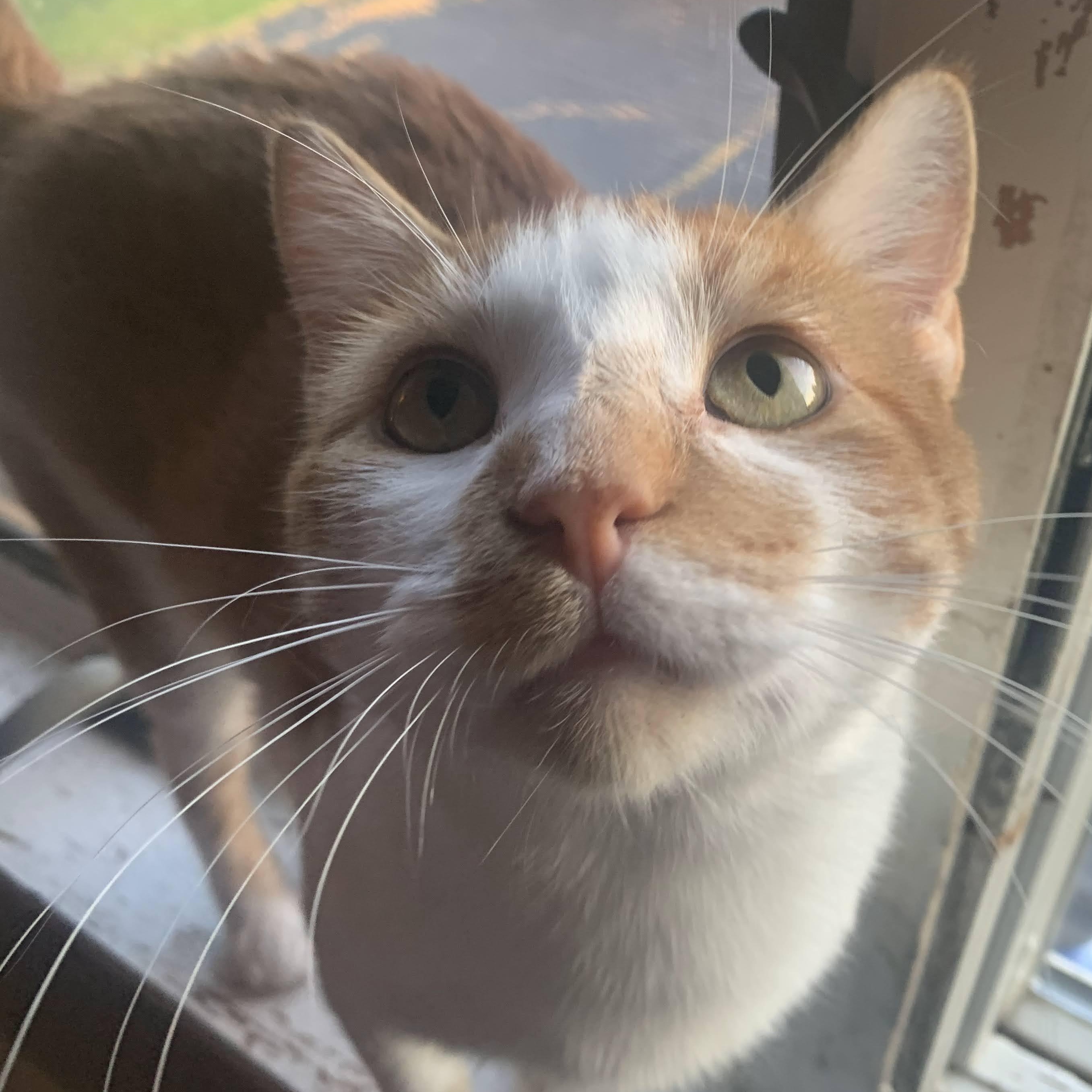 Enlarge Cole & Moo, a Adoptable Domestic Short Hair in Buffalo, NY image 2/2