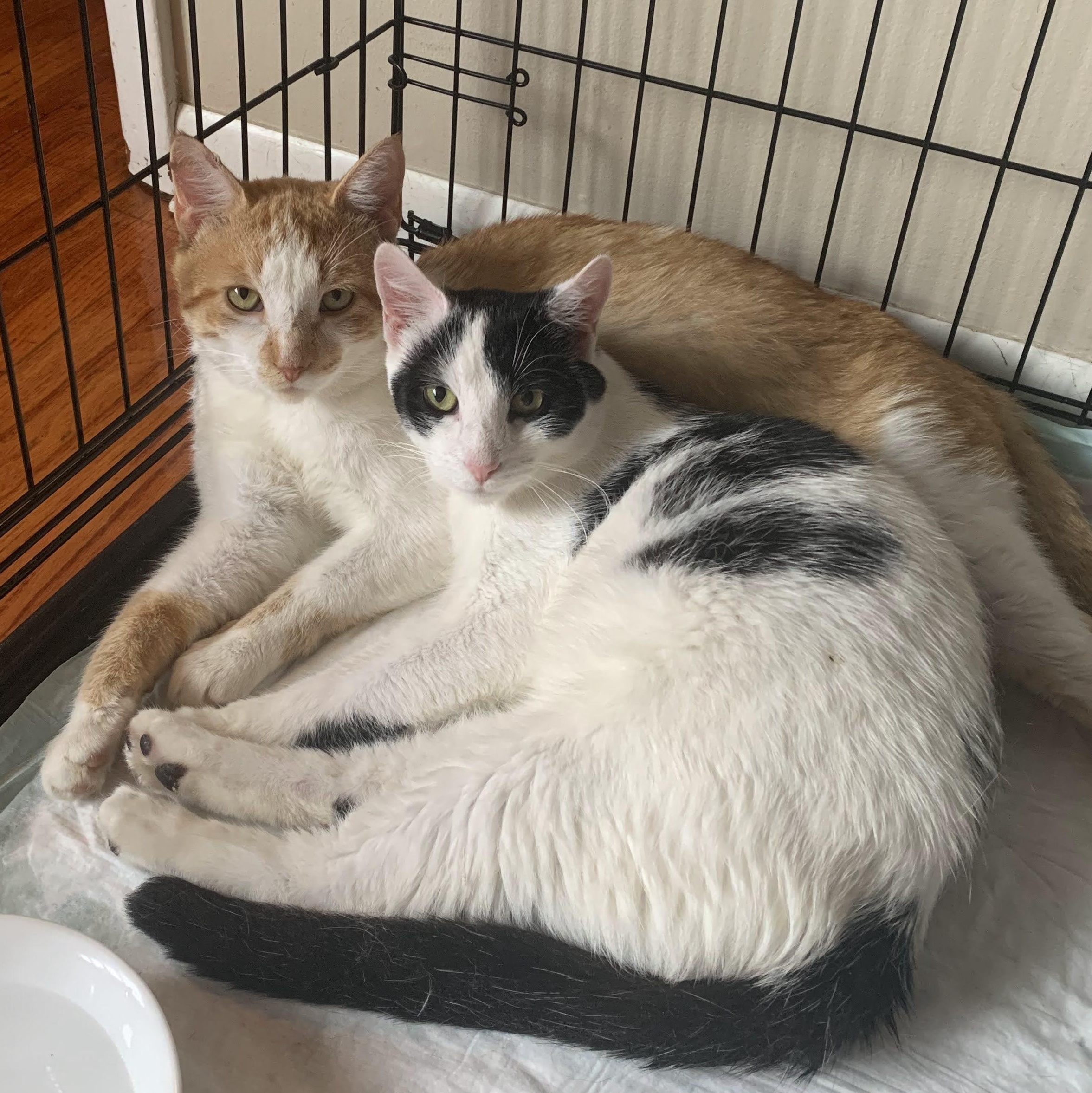 Cole & Moo, Adoptable, Adult Male Domestic Short Hair.