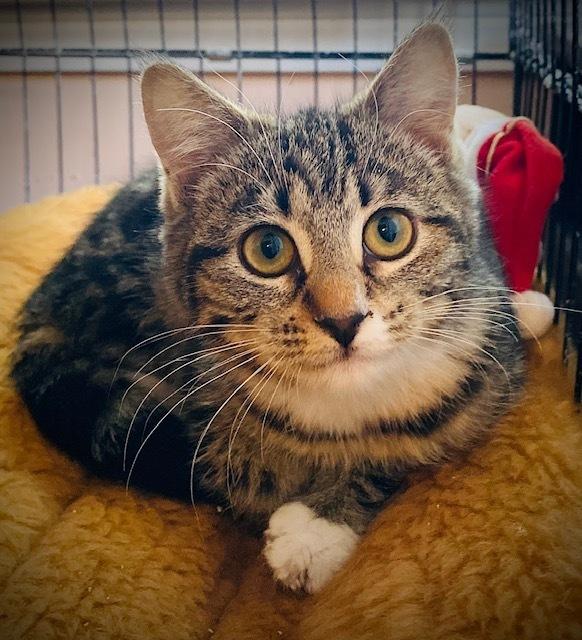 Enlarge MaryAnn, a Adoptable Domestic Short Hair in Duxbury, MA image 1/3