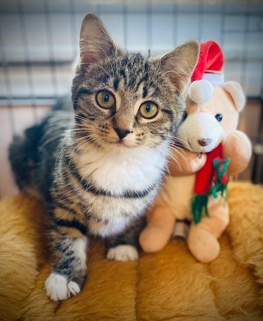 Enlarge MaryAnn, a Adoptable Domestic Short Hair in Duxbury, MA image 2/3