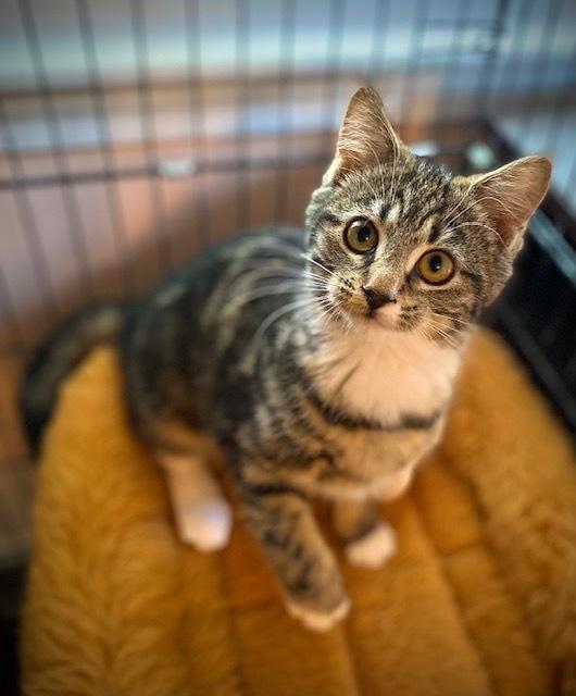 Enlarge MaryAnn, a Adoptable Domestic Short Hair in Duxbury, MA image 3/3