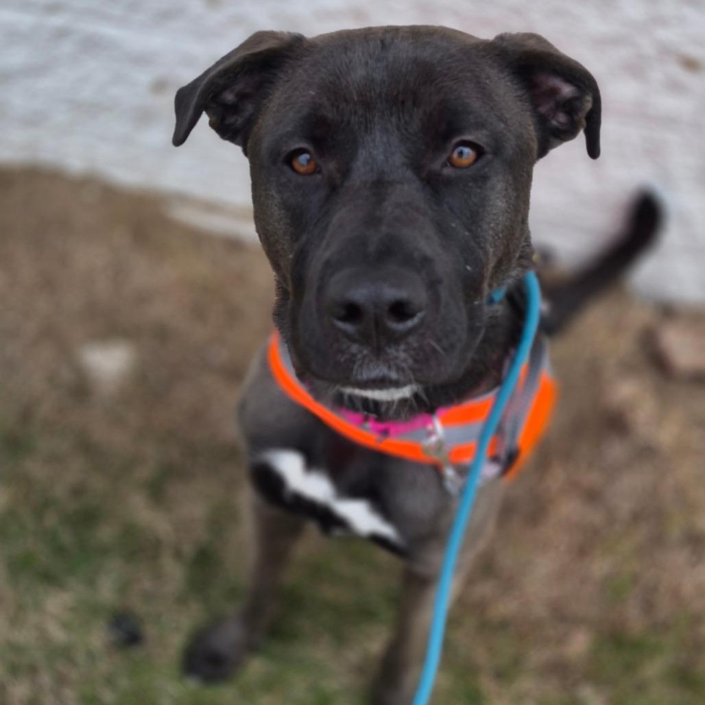 Velveeta, Adoptable, Adult Female Shepherd.
