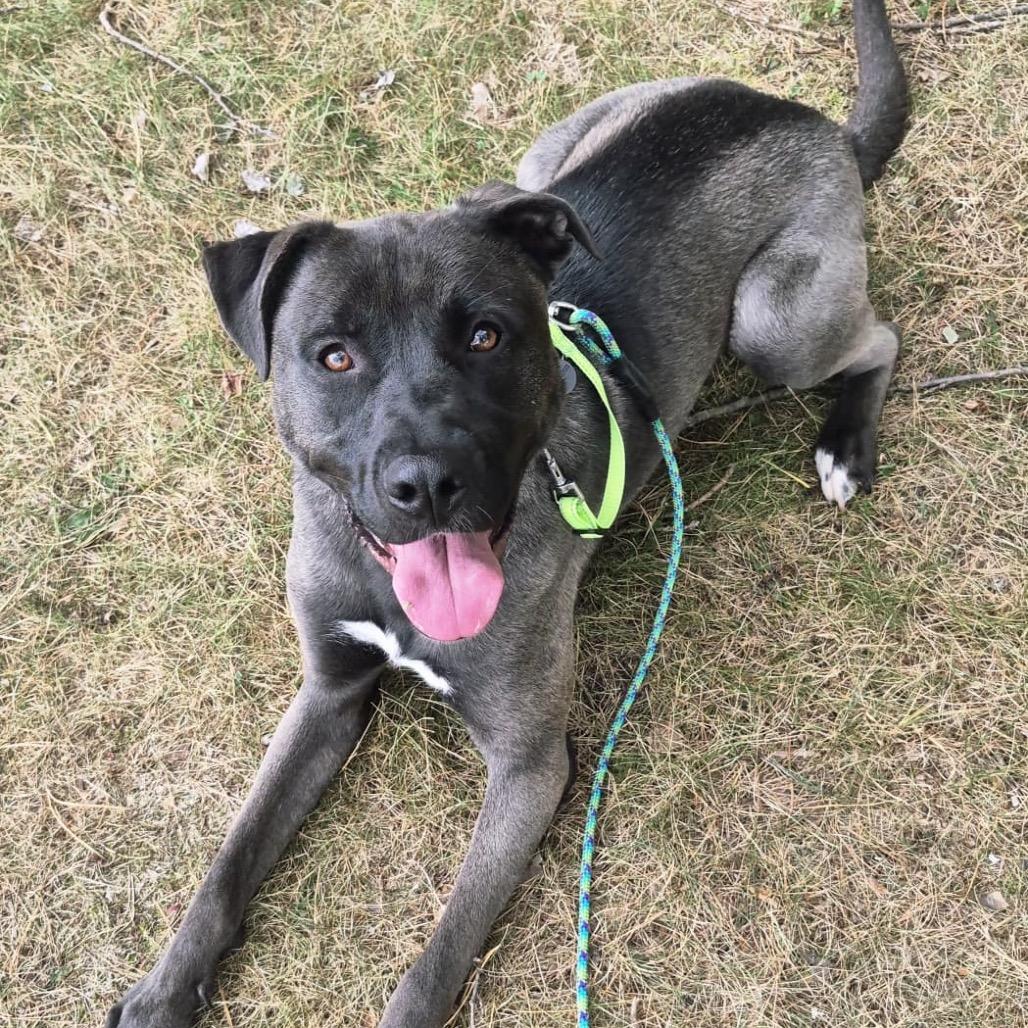 Enlarge Velveeta, a Adoptable Shepherd in Blaine, MN image 3/6