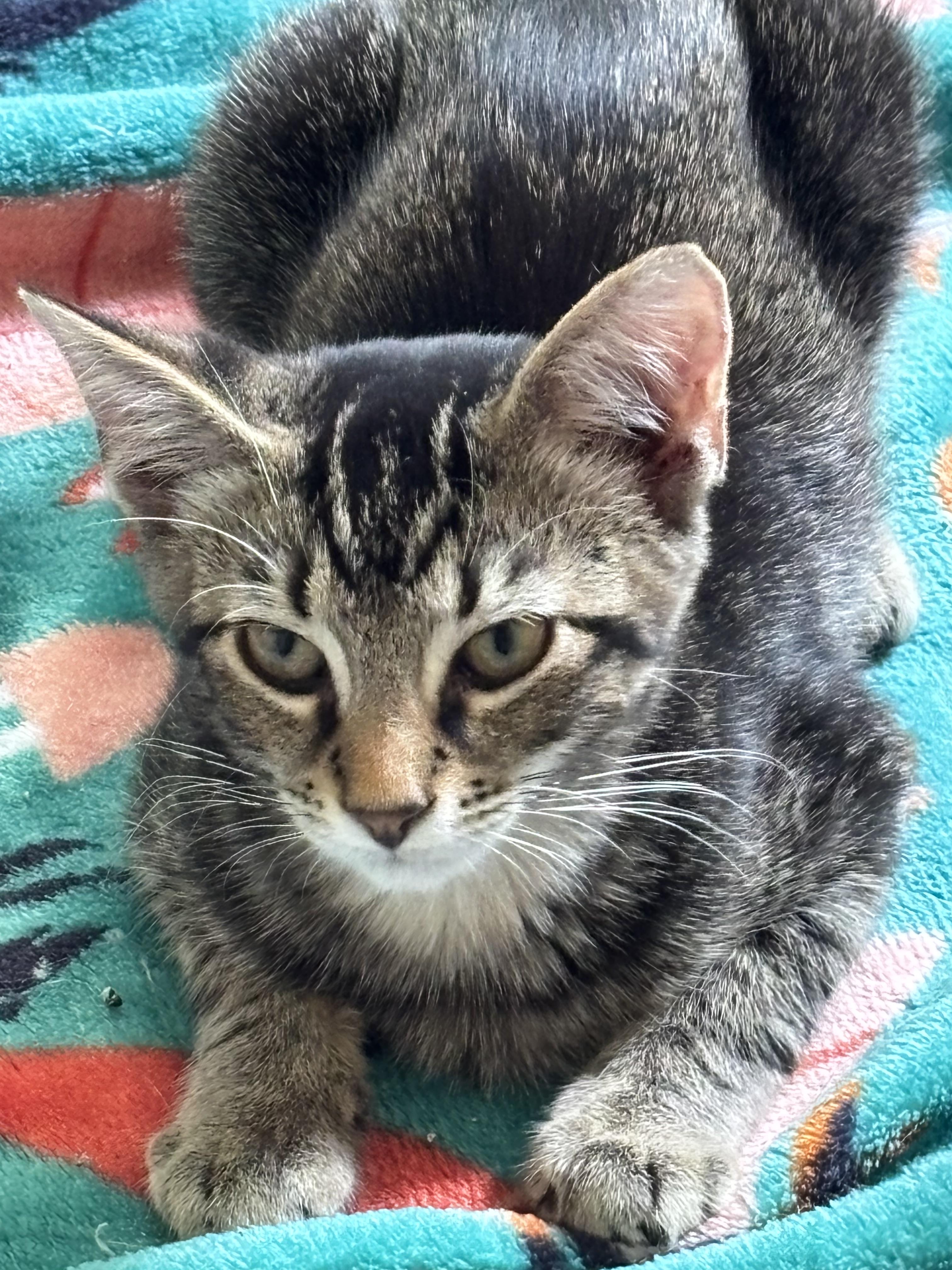 Enlarge Hoity, a Adoptable mixed breed in Bethel Park, PA image 2/2