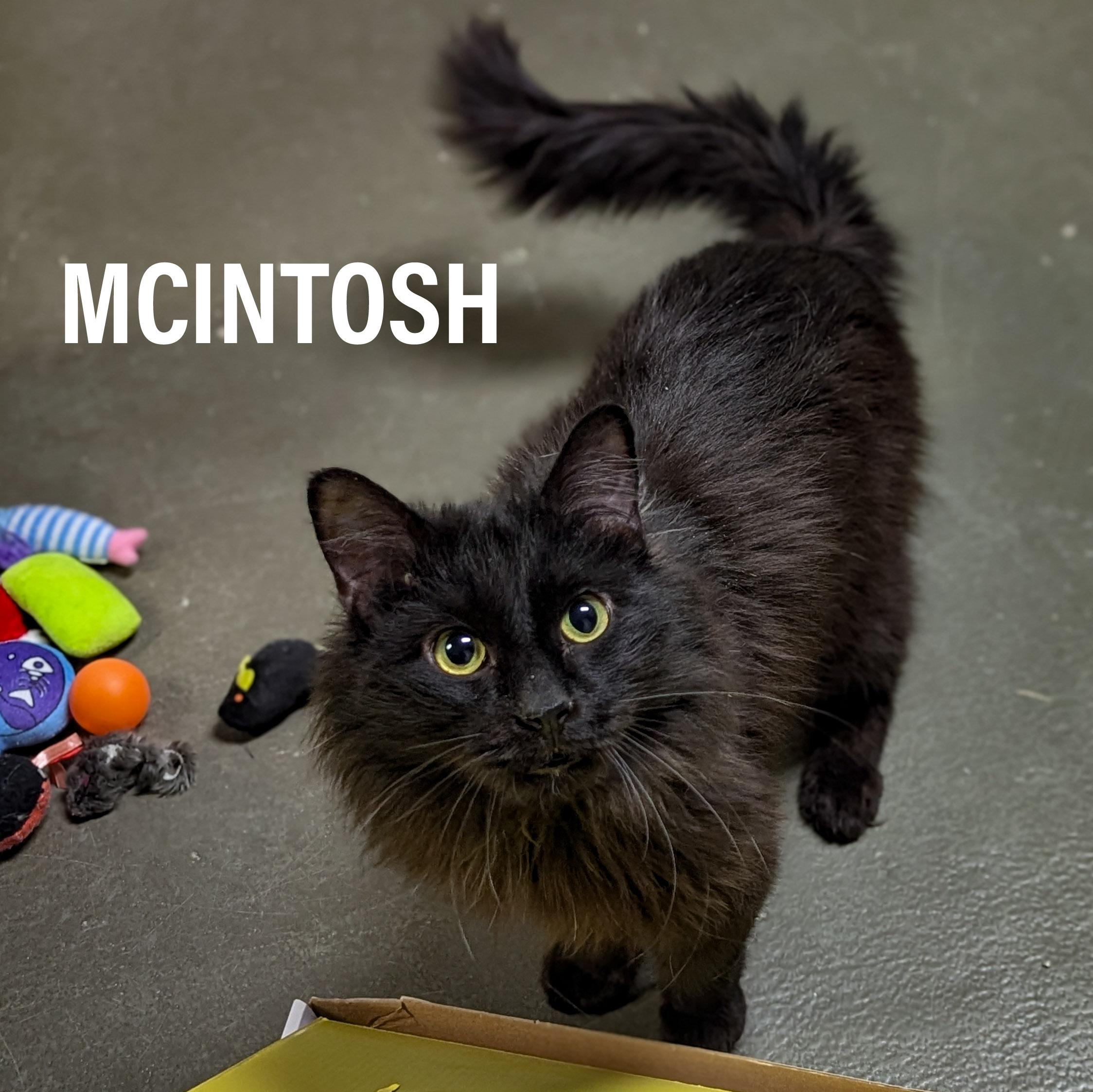 McIntosh , adopted, Adult Male Domestic Long Hair & Domestic Medium Hair.